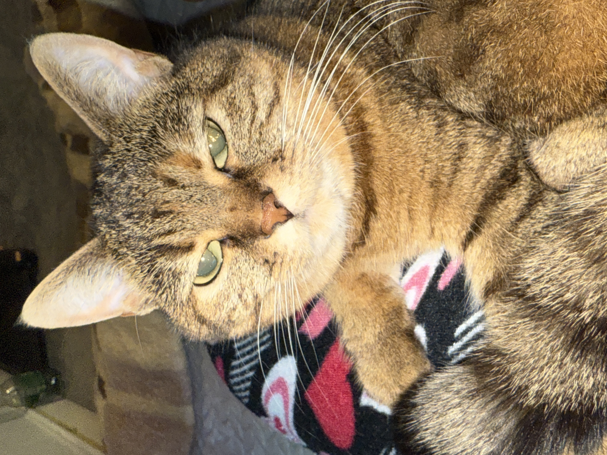 A close-up, high-angle shot captures a domestic tabby cat resting on a patterned blanket. The cat, with prominent brown, black, and gold striped fur, is seen from the chest up, lying on its side with its head slightly tilted towards the viewer. Its striking green eyes, with narrow vertical pupils, gaze directly at the camera. Long, white whiskers fan out from its snout, which features a small, light brown nose. One ear is visible, angled slightly backward, revealing lighter fur on the inside.
The cat's front paws are tucked into a soft, plush blanket that features a bold pattern of black, white, and pink shapes, possibly hearts or abstract designs. The background behind the cat is dark and out of focus, suggesting an indoor setting with subdued lighting. The overall lighting is warm, enhancing the cat's fur texture and the vibrancy of its eyes. The cat appears relaxed and content. No visible text is present in the image.