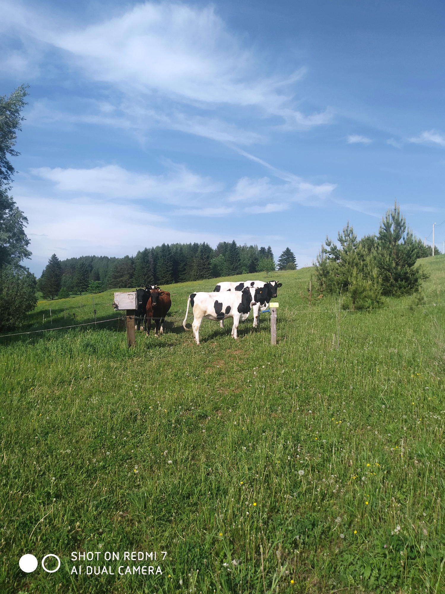 The image depicts a grassy field in a rural setting, possibly in or near the city of Чумна, Russia. Three cows are visible: two are black and white, and one is brown and black. They are standing near a wooden structure, possibly a water trough or salt lick. A wire fence runs through the field. In the background, there is a line of trees and a blue sky with scattered clouds. The foreground shows tall grass, suggesting the field is not recently mowed.