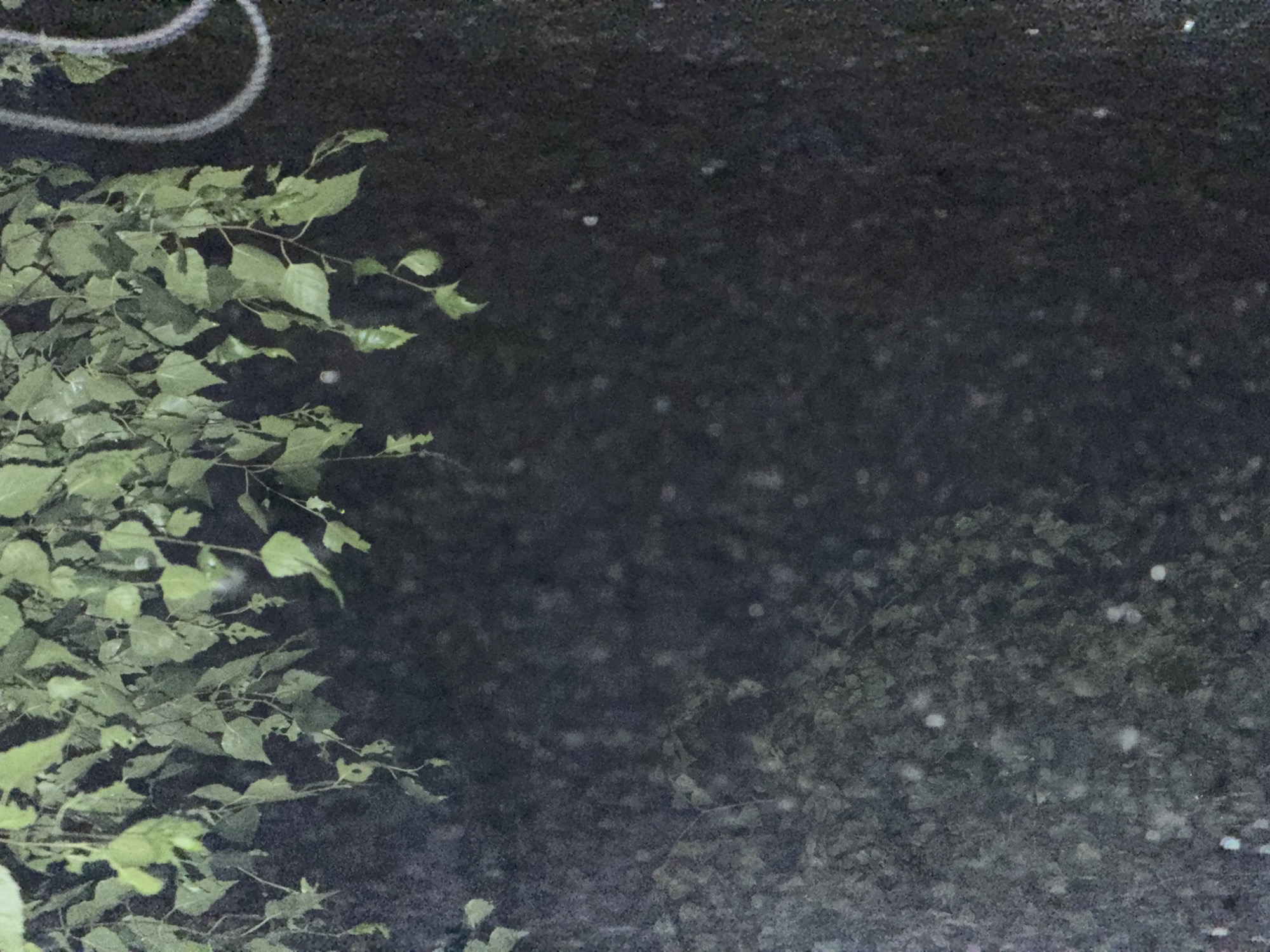 The image shows a close-up of green leaves hanging from branches, obscuring much of the background. The background appears to be a dark, textured surface, possibly a wall or ground, with some blurry, lighter spots that could be reflections or distant lights. On the right side of the image, a white, coiled rope or cable is partially visible against the dark background. The overall lighting is dim, suggesting it may be nighttime or a heavily shaded area. The scene is devoid of any people or discernable activity. The location is identified as Khimki, Russia, but no specific landmarks or contextual details within the image confirm this location.