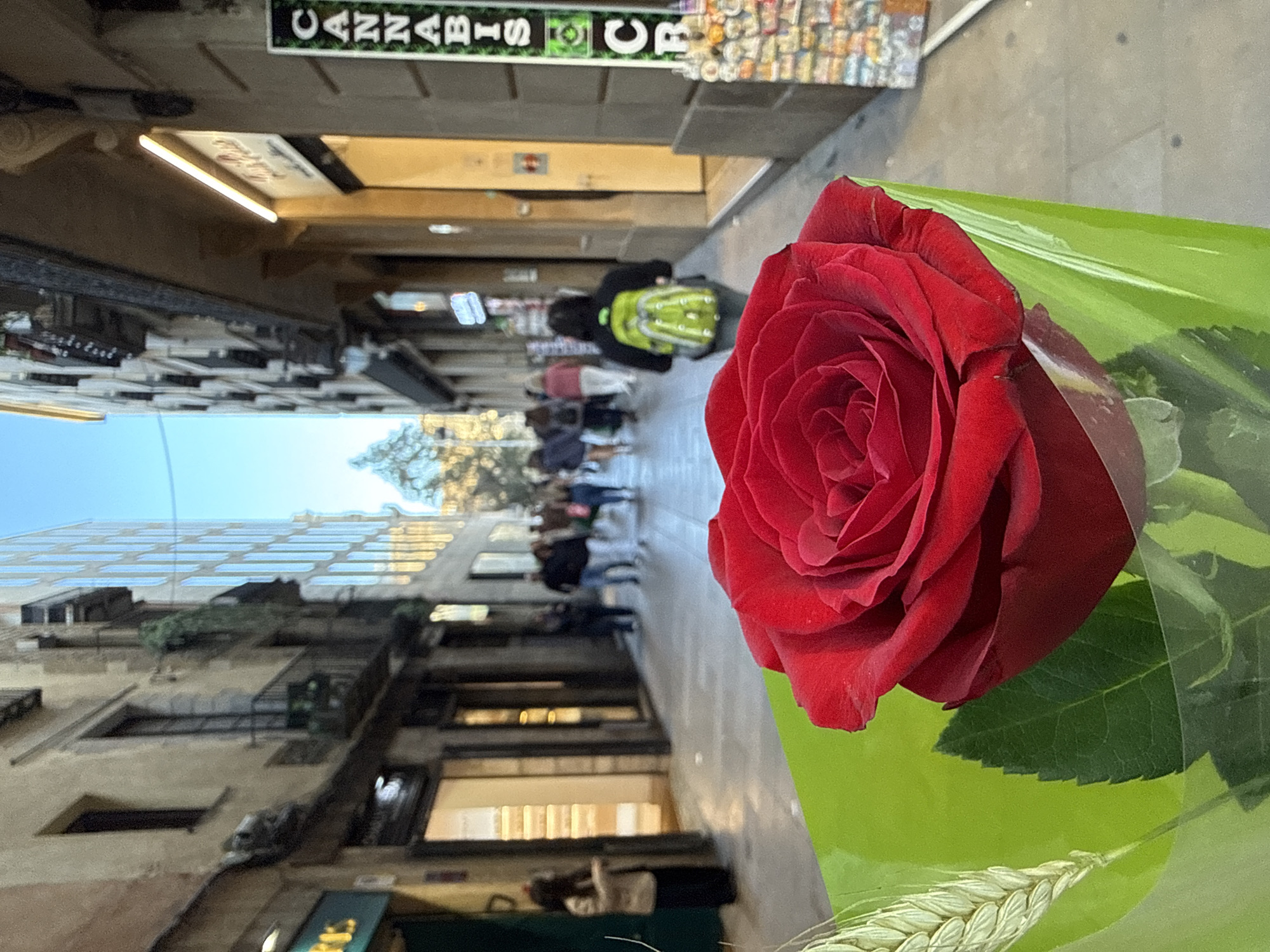 A red rose in green wrapping dominates the foreground of the image. The background shows a narrow alleyway in the city of Barcelona, Spain. People are walking in the distance. Storefronts and balconies line the sides of the alley. A sign reading "Cannabis CR" is visible above one of the stores. The image is taken from a low angle, making the alleyway appear deep and narrow. The architecture is typical of old European cities, with closely packed buildings and narrow streets.