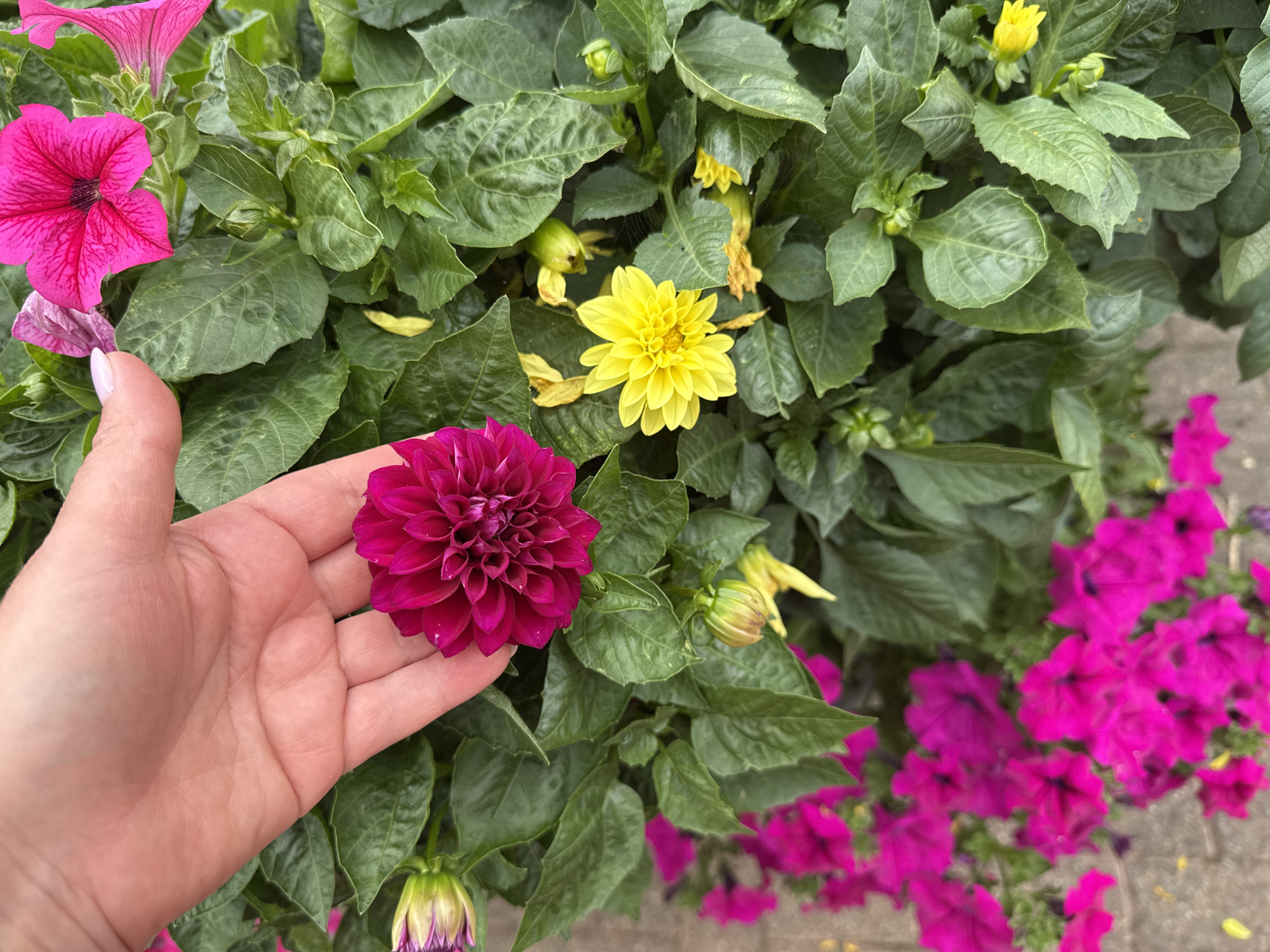 A close-up, top-down shot captures a person's hand gently holding a dark pink dahlia flower. The hand, with a light pink manicure, is positioned above a cluster of green foliage. Amidst the leaves, a vibrant yellow dahlia is visible, alongside several pink petunias in the lower left portion of the frame. The scene appears to be outdoors, possibly in a garden or park setting within Clonmel, Ireland, given the presence of lush greenery and colorful flowers. The background suggests a paved surface, perhaps a walkway or patio.