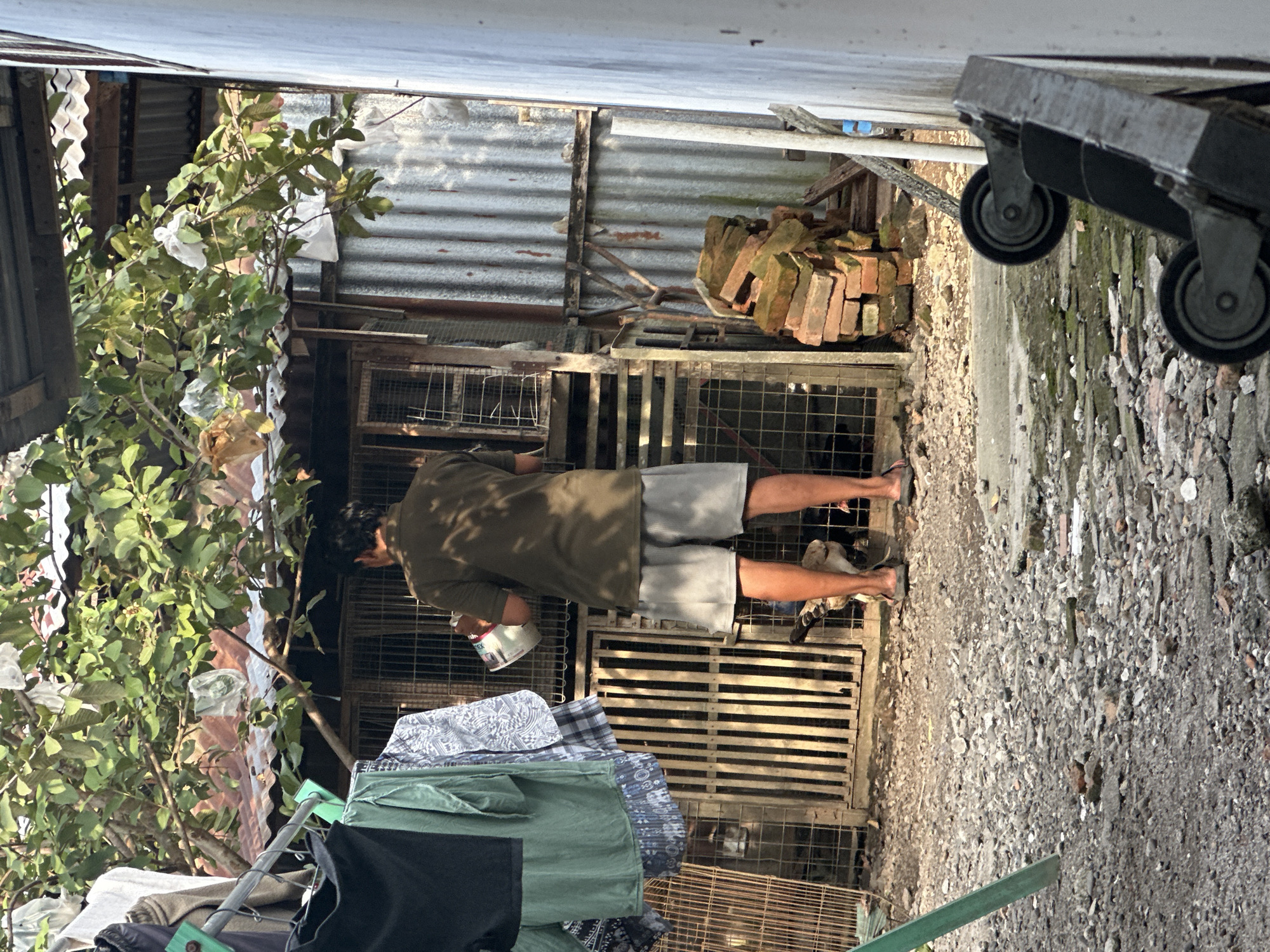 A person stands in front of a chicken coop in the City of Binjai, Indonesia, holding a white container. The coop appears to be constructed from wood and wire mesh. Clothes are hanging on a rack to the left of the coop. The ground is covered with gravel and debris. In the foreground, a metal cart with wheels is leaning against a wall. The scene is illuminated by natural light, casting shadows on the ground.