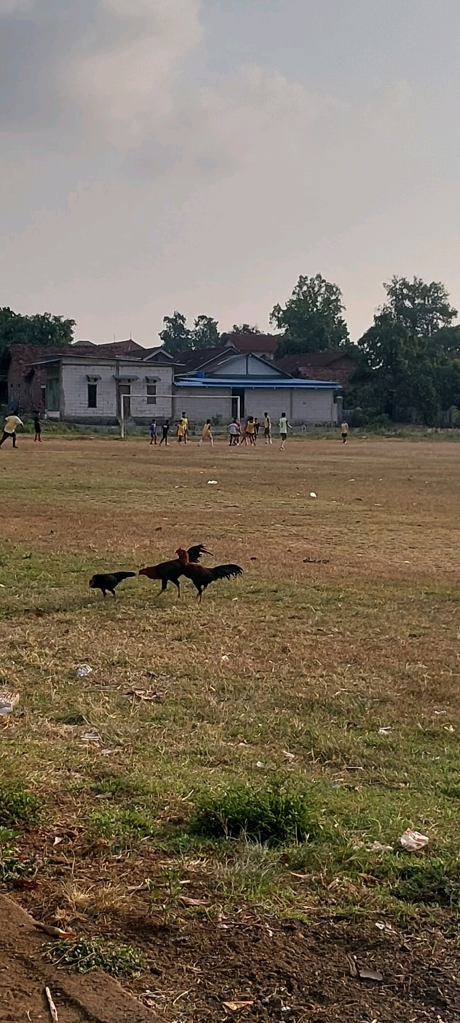 The image depicts an outdoor scene in Keling, Indonesia, likely on a dry, grassy field. In the foreground, three chickens are present: two roosters, one darker and one lighter brown, standing near each other, and a smaller black chicken to the left. The field is sparsely covered with dry grass and scattered debris.
In the mid-ground, a group of individuals, appearing to be children or young adults, are engaged in what seems to be a game of soccer on a dusty field with a goalpost. They are spread out across the field, with some actively participating in the game and others observing or moving around the periphery. Behind the field, a row of buildings is visible. These structures appear to be single-story, with varying rooflines and architectural styles, suggesting a residential or community area. The sky above is overcast with light, diffused clouds. The overall impression is a casual, communal gathering on a typical day in a rural or semi-rural Indonesian setting.