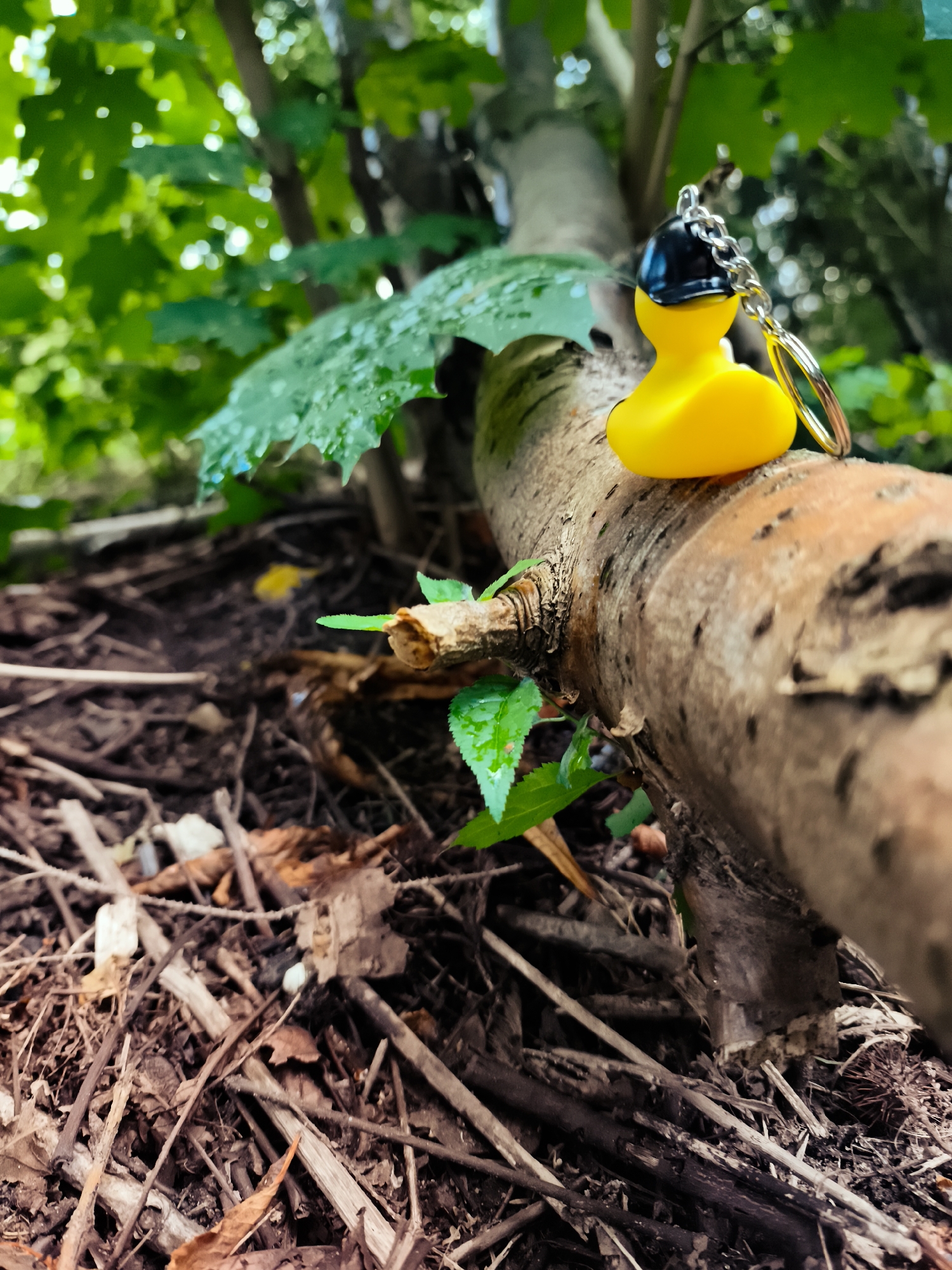 A yellow rubber duck keychain with a black hat is perched on a fallen tree branch on the forest floor. The duck faces away from the camera, its metallic keychain loop glinting. The branch lies horizontally across the frame, its bark textured and weathered. Scattered on the ground are dry leaves, twigs, and debris, forming a natural carpet. Lush green foliage hangs in the background, suggesting a woodland or park setting. The lighting indicates it is daytime. The specific location is not discernible from the image.