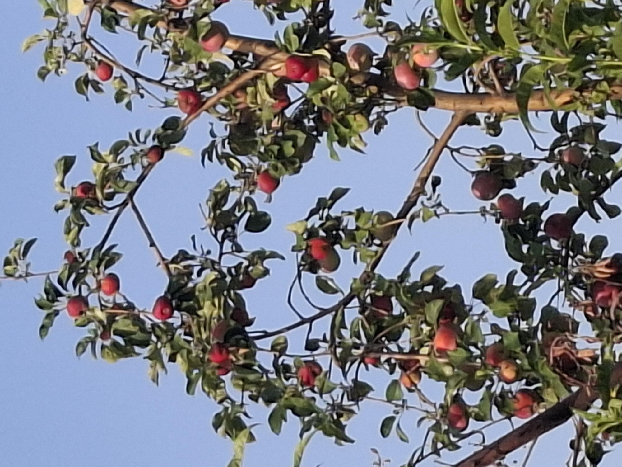 An outdoor shot captures the top branches of a tree laden with ripe, red fruits, likely apples or plums, against a clear blue sky. The fruit is clustered on the branches, some appearing small and round, while others are larger and slightly elongated. Green leaves, varying in size and shape, are interspersed among the fruits. The tree branches are brown and woody, some appearing thin and delicate, others thicker and more substantial. The image is taken from a low angle, looking up at the tree. There are no people or animals visible in the scene. The image does not provide any specific geographical markers to indicate the city of Almaty, Kazakhstan.