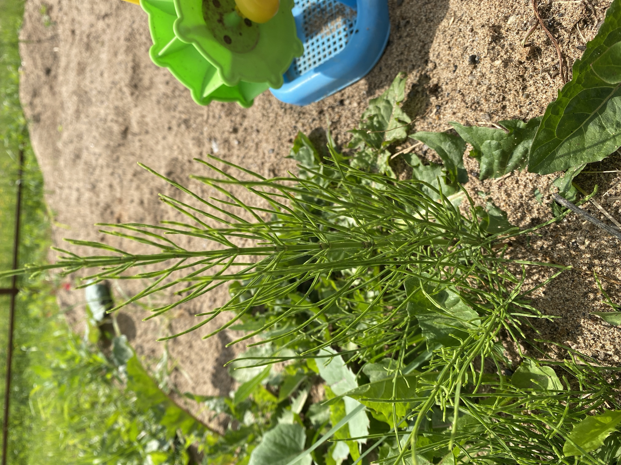 The image depicts a close-up, high-angle view of sandy ground with patches of green vegetation and children's sand toys. The sand is a light tan color with small pebbles and some dirt mixed in. In the upper portion of the image, a bright green plastic toy with a ridged edge and a yellow circular object is visible, along with a blue plastic sieve-like toy. The main focus of the image is a dense cluster of thin, green, needle-like plants that extend across the lower and central parts of the frame. These plants appear to be growing in the sand and amongst other, broader green leaves.
The lighting suggests it is daytime, likely outdoors, with shadows cast by the toys and plants indicating the sun is present. The overall impression is a playful, outdoor setting, possibly a sandbox or a garden area where children have been playing. There is no visible text in the image. The scene is static, with no people or specific activities depicted beyond the presence of the toys and plants. The image is in landscape orientation.