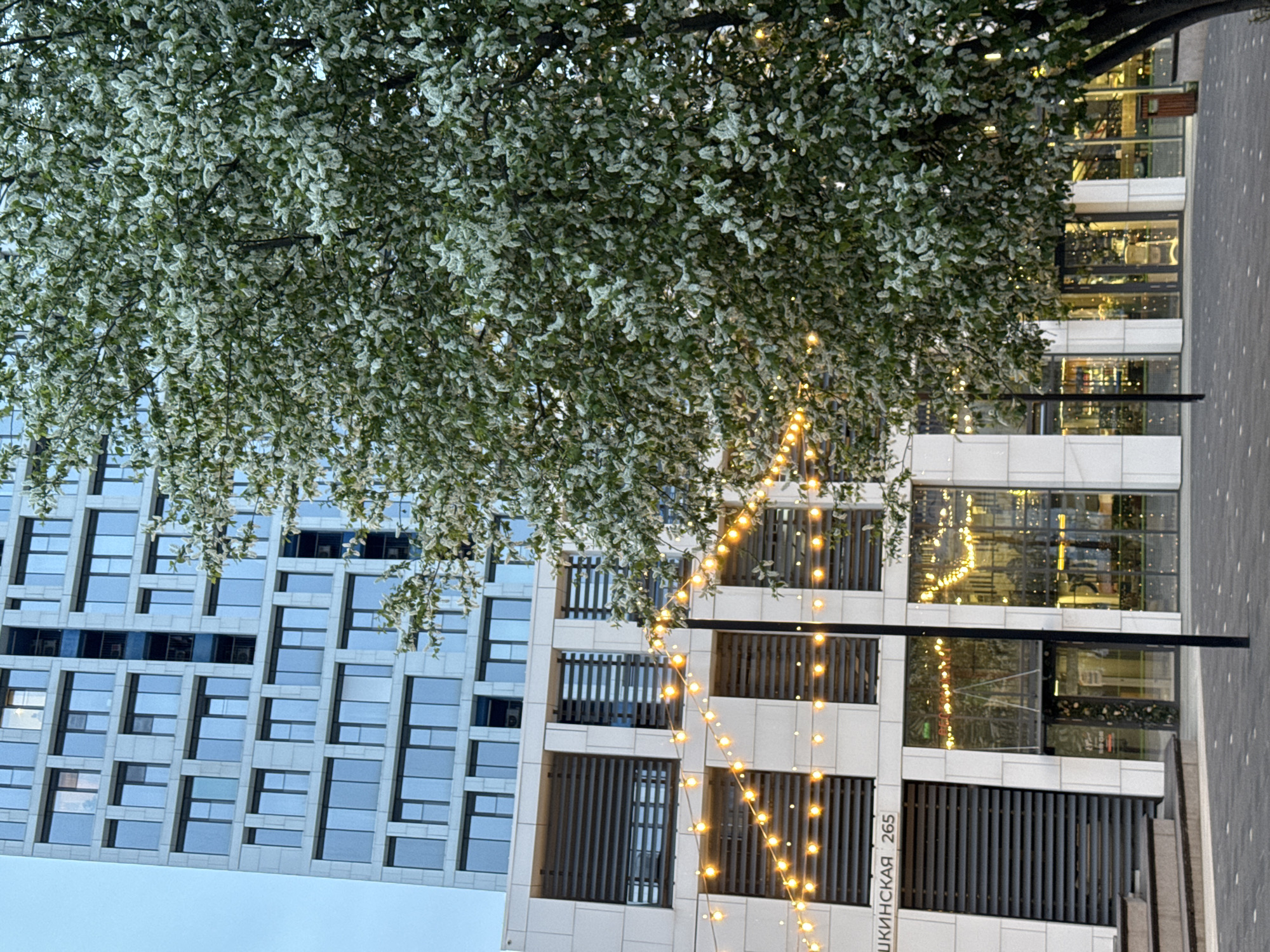 The image depicts a building facade partly obscured by a blossoming tree with small white flowers. Strings of lights are draped around the tree. The building on the right appears to be a commercial space, with large windows reflecting interior lighting and decorations. The text "ПУШКИНСКАЯ 265" is visible on the lower part of the building, indicating the location as 265 Pushkinskaya Street. The building on the left features a modern architectural design with numerous windows. The sky is visible through the tree branches. The ground is paved.