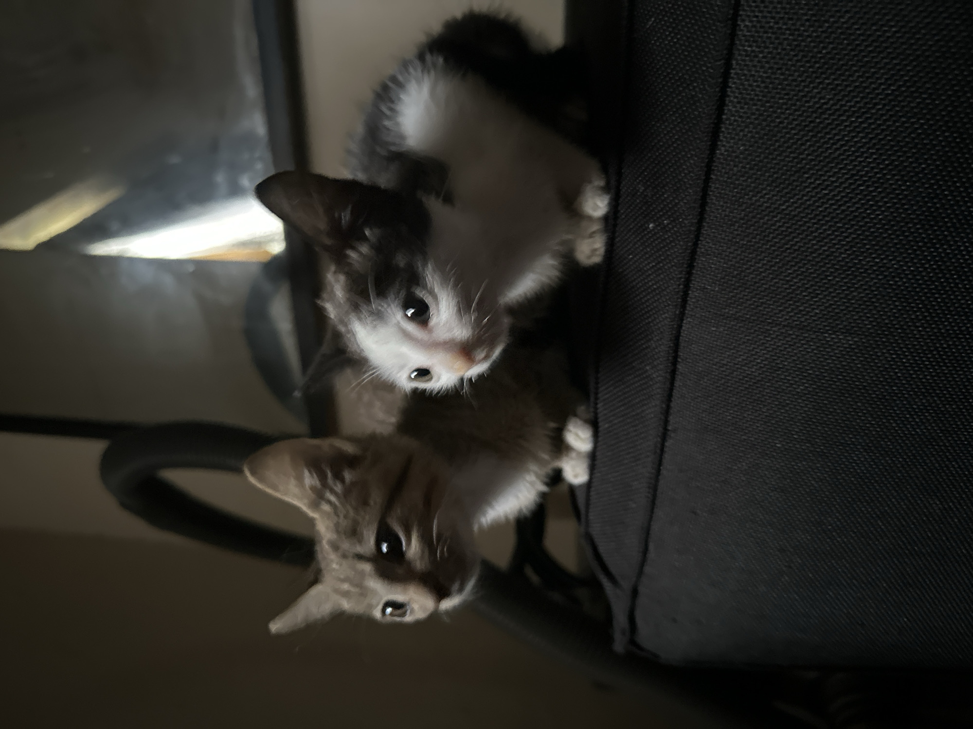 Two young kittens, one with tabby markings and the other with black and white fur, are perched on a textured black surface, likely a piece of furniture. The kittens are facing to the left, with their bodies angled towards the viewer. The tabby kitten is on the left, its gaze fixed intently forward. The black and white kitten is slightly to the right and behind the tabby, also looking forward. The background is dimly lit and out of focus, with a hint of a metallic or reflective surface visible in the upper right corner. A dark, curved object, possibly part of a stand or frame, is visible behind the kittens. The overall lighting suggests an indoor setting, possibly during the evening or in a dimly lit room. The image does not provide any specific visual cues to indicate its location within the city of Jos, Nigeria.