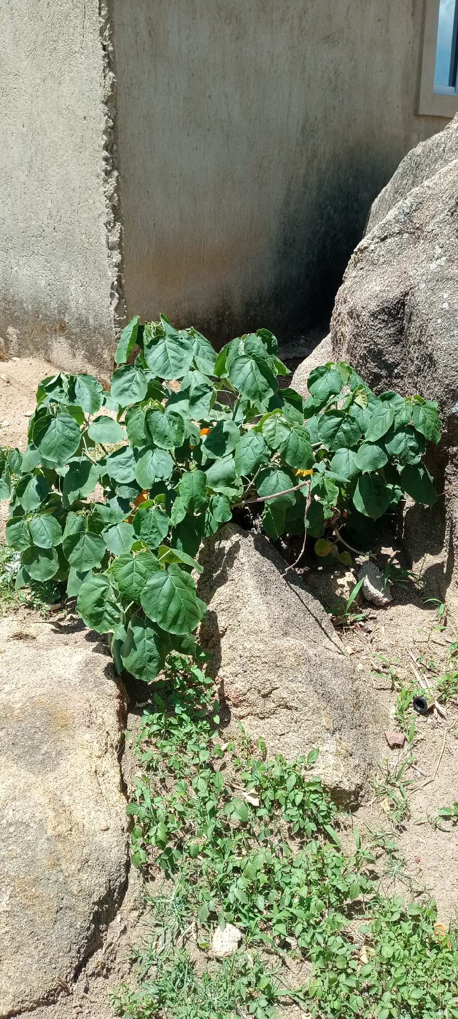 The image depicts a plant with large, rounded, green leaves growing among rocks and sand. The plant appears to be thriving in a sunny environment. In the background, there is a wall, possibly part of a building, with a textured surface. There are also smaller, different looking green plants growing among the rocks. There is a window at the upper right. The location is Jos, Nigeria.