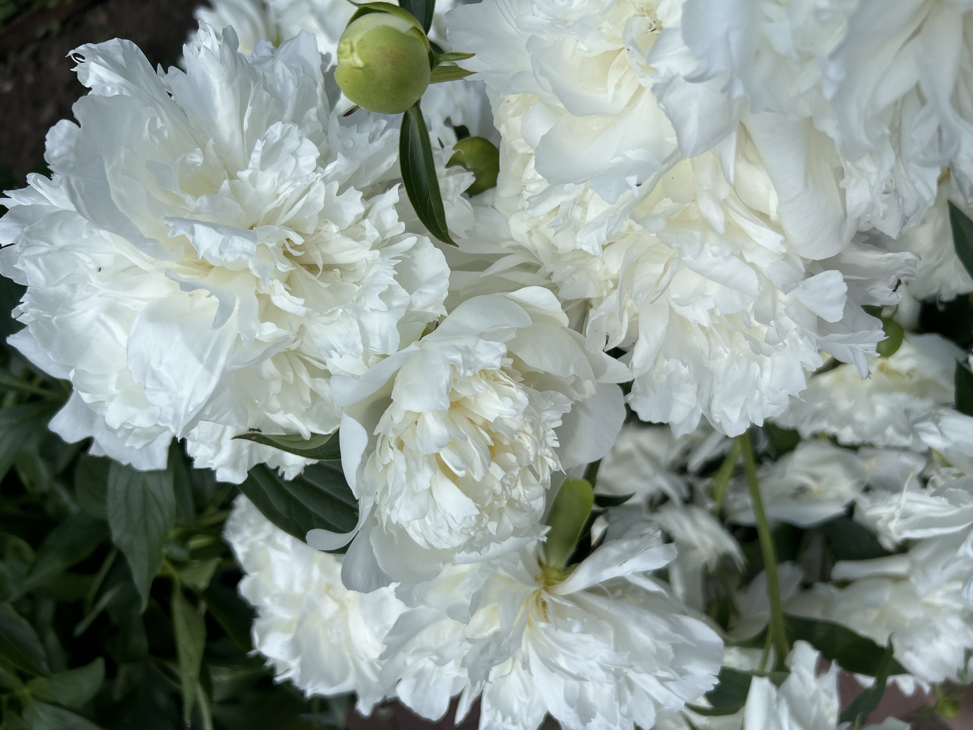 A close-up, vertical shot features a cluster of lush, white peonies in bloom. The flowers are in various stages of opening, with some fully bloomed and others still in bud. The petals are delicate and ruffled, creating a soft, textured appearance. Green leaves and stems are visible interspersed among the blossoms, adding a touch of contrast. In the background, a dark, out-of-focus area suggests a garden setting. A small, green peony bud is visible on the right side of the frame. The image does not contain any people. The scene is located in Chaikovsky, Russia.