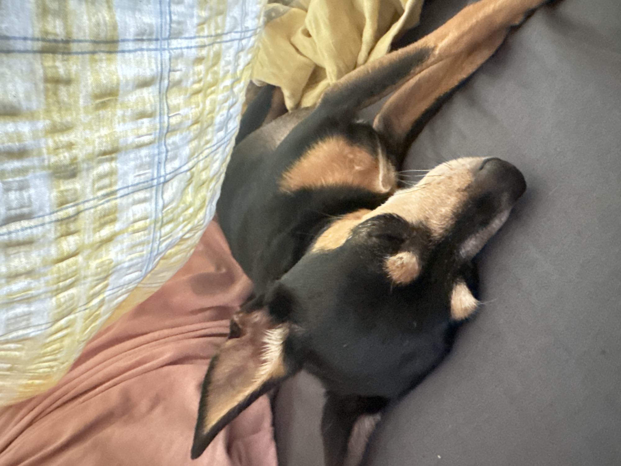 A small dog is sleeping on a dark gray surface, possibly a bed or sofa. The dog is black and tan with large ears. It is partially covered by a yellow and white striped blanket and a pink blanket or sheet. The scene appears to be indoors. There is no information or visual evidence to suggest a location in Sofia, Bulgaria.