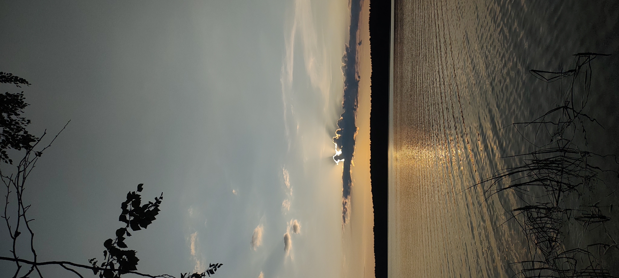 This image captures a tranquil sunset over a body of water, likely Mednoye Ozero, Russia. Silhouetted tree branches with leaves hang from the top left corner against a gradient sky of pale blue and muted orange. A dark line of trees forms the distant horizon across the top of the water. The water itself reflects the warm hues of the sunset, with subtle ripples creating a textured surface. In the foreground, dark reeds emerge from the water's edge. A band of clouds near the horizon partially obscures the setting sun, allowing rays of light to pierce through, illuminating the sky and casting a golden sheen on the water. No people or specific actions are depicted, creating a serene and natural scene.