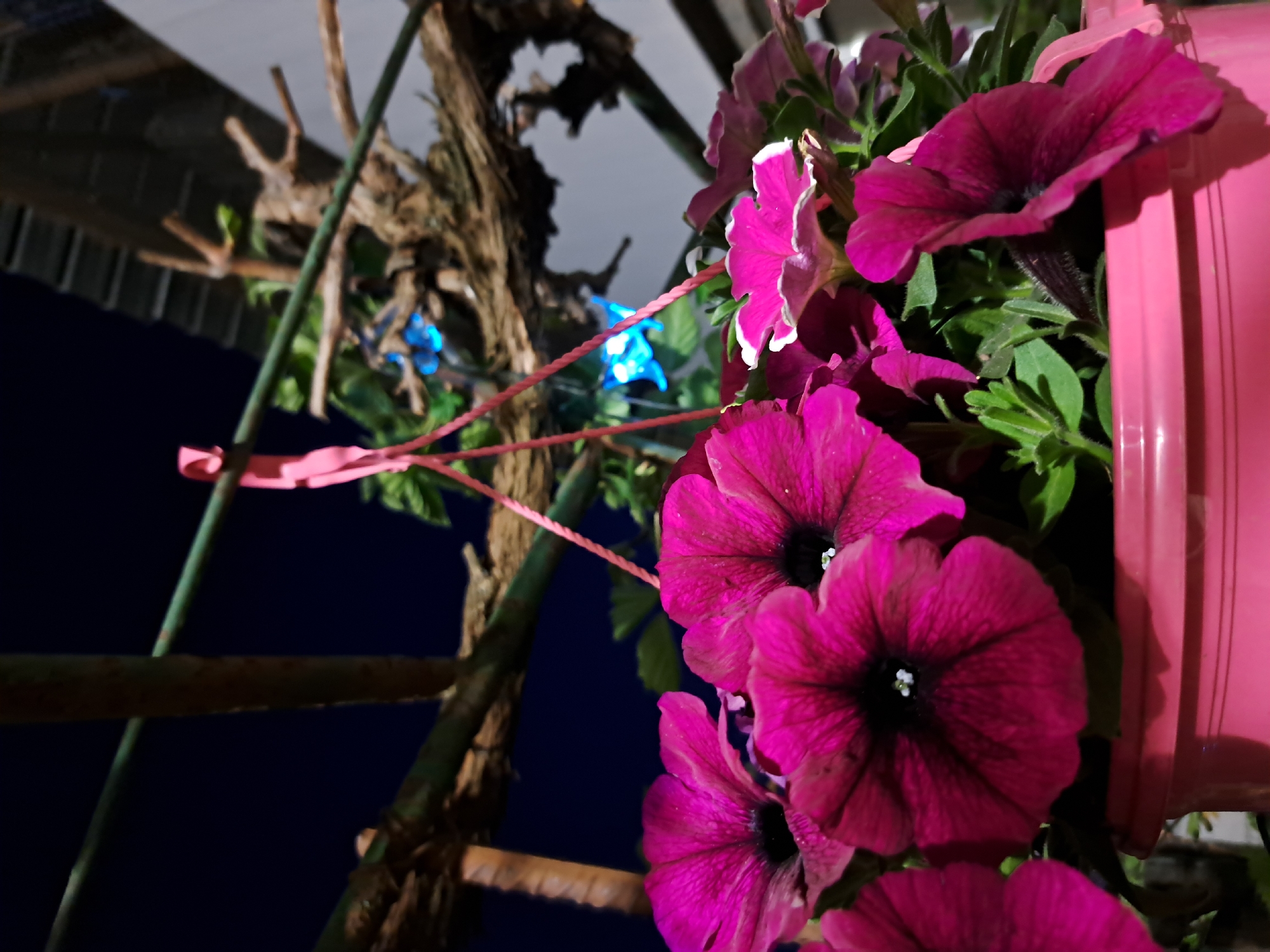 An eye-level, low-light shot captures vibrant pink and magenta petunia-like flowers in a matching pink planter against a dark, nocturnal background. The flowers dominate the right and lower-right portions of the frame, showcasing their delicate petals and darker centers. Some flowers display subtle white edges. The pink planter is partially visible on the far right, and its shadow is cast behind the top flower, suggesting an artificial light source illuminating the scene.
In the mid-ground and background, various elements create depth and context. A green metal rod, possibly a support stake, is visible, with a pink string or rope tied around it. Further back, gnarled, dark tree branches or dried wood stand out, hinting at a natural or rustic setting. Below these branches, a horizontal, rust-colored bar extends across the frame. Blue glowing lights, possibly fairy lights or decorations, are visible amidst some green foliage in the blurred background, suggesting a festive or decorative ambiance. The sky is a deep, dark blue or black, indicating nighttime. No discernible human activity is taking place, and no text is visible.