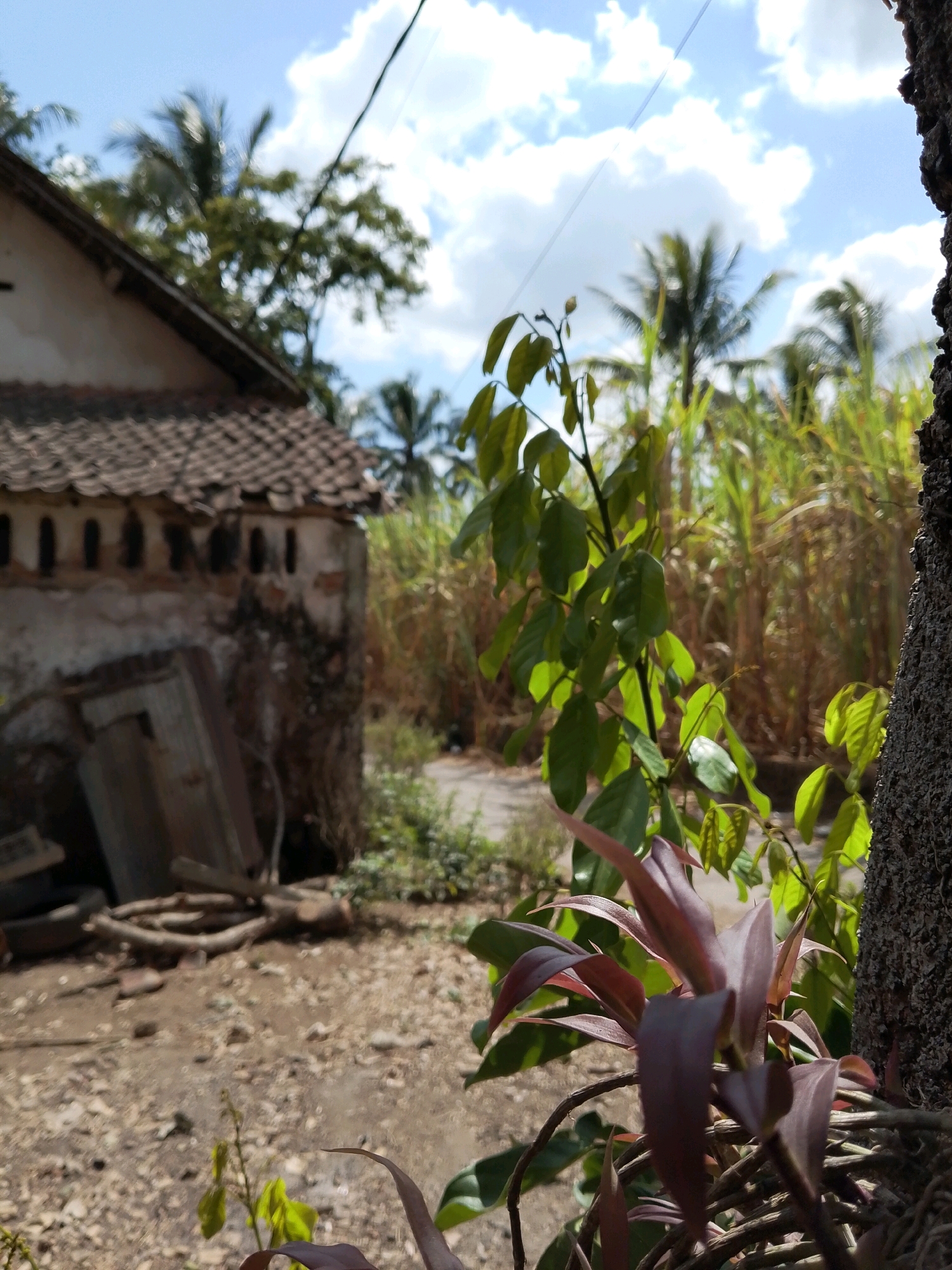 The image depicts a slightly out-of-focus, sun-drenched outdoor scene in Karangsari, Indonesia, characterized by a rustic and somewhat unkempt appearance. In the foreground, to the right, the textured bark of a tree trunk is partially visible. In front of the tree and extending into the lower center of the frame, is a plant with reddish-purple and green leaves. The background features a weathered, light-colored building with a tiled roof, possibly a simple house or outbuilding, showing signs of age and disrepair. Attached to the side of this building are some discarded wooden planks and metal sheeting. Beyond the building, a dense field of tall, dry, straw-colored grass or reeds stretches across the middle ground, with several palm trees and other foliage visible against a bright blue sky dotted with white, fluffy clouds. A thin black wire stretches across the upper portion of the image, likely an electrical or telephone line. The ground in the foreground is covered with dirt, small stones, and scattered debris, suggesting a rural or semi-rural setting. There are no people visible in the image.