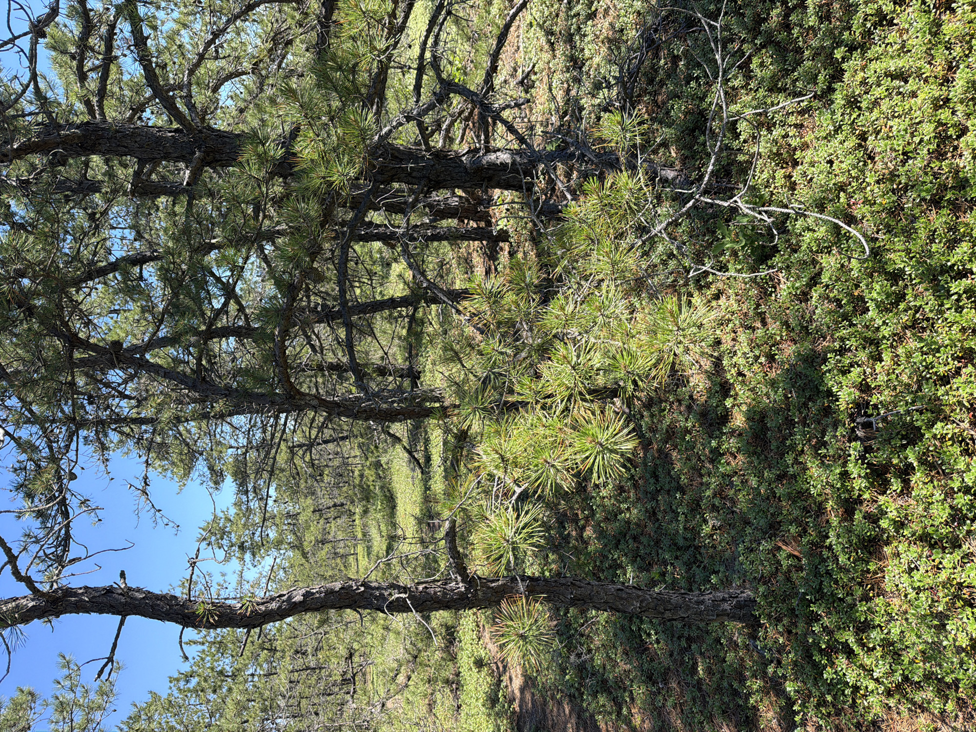 The image depicts a dense forest scene with pine trees and a carpet of green undergrowth. The trees are aged, with gnarled branches and rough bark, creating a somewhat wild and untamed atmosphere. The pine needles are vibrant green, and some of the branches are thick and sturdy, while others are slender and twisted. The undergrowth is a rich green, suggesting a healthy, thriving ecosystem. The lighting indicates it's daytime, with sunlight dappling through the trees, creating shadows and highlights. The scene evokes a sense of peace and natural beauty, typical of a woodland setting. There are no people or obvious objects in the image, focusing entirely on the natural environment. The image is a still shot, with no discernible activity or event taking place. The location appears to be a natural, undeveloped area, possibly a park or a wild forest. There is no visible text in the image.