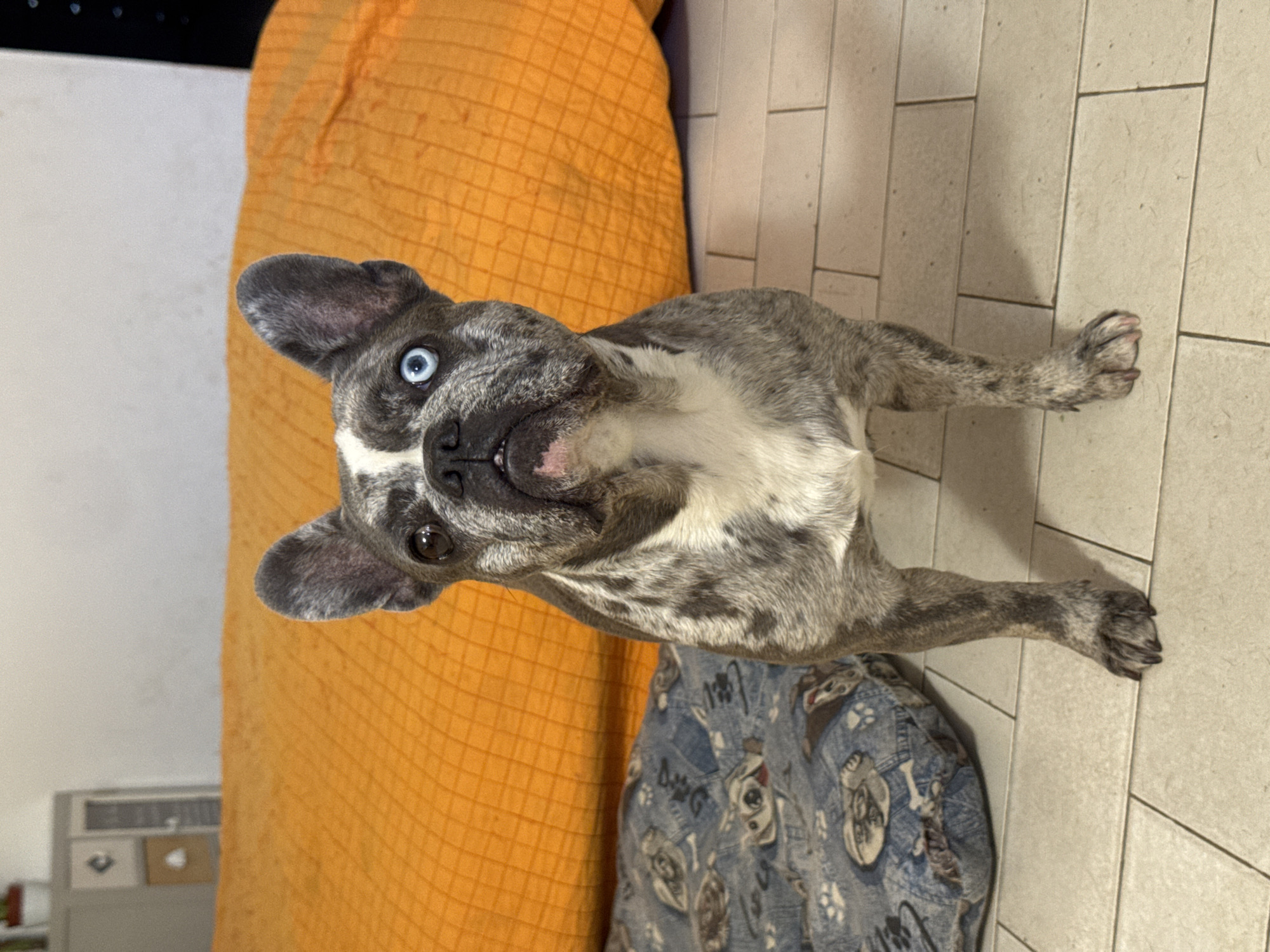 A merle French Bulldog with heterochromia, one brown eye and one blue eye, stands on a tiled floor. The dog is facing forward and is partially obscured by an orange upholstered surface behind it. To the left of the dog, a dog bed with a blue pattern is visible. The background includes a gray cabinet with decorative items and a white wall. The image appears to be taken indoors, likely in a residential setting. There is no visible indication of the location in San Benedetto del Tronto, Italy.