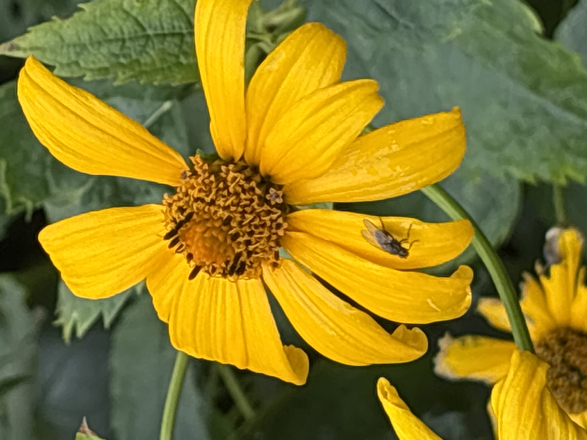 A close-up, slightly low-angle shot captures a vibrant yellow flower with a dark, textured center. The flower's petals are broad and elongated, some showing slight curling. A small, dark fly is perched on one of the lower petals. The background consists of out-of-focus green leaves and stems, suggesting an outdoor, garden setting. The image is well-lit, highlighting the rich yellow of the petals and the detail of the fly. The scene is devoid of any human presence or urban structures, making it impossible to ascertain a location in Minsk, Belarus.