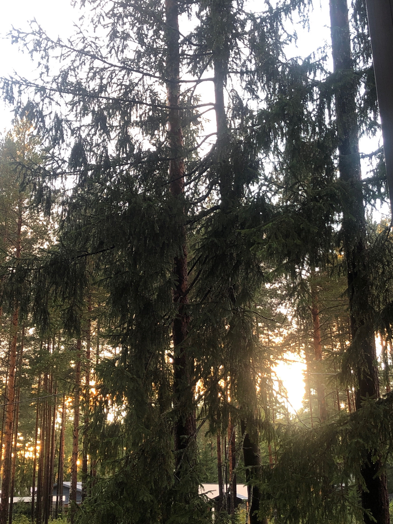 A vertical, medium-shot photograph captures a forest of tall evergreen trees, likely in a rural or natural setting. The sun is setting or rising, casting a warm, golden light that filters through the dense foliage, creating a hazy, ethereal atmosphere. The trees are the primary subjects, with their dark green needles and rough, textured bark dominating the frame. Some of the lower branches appear heavy with moisture, suggesting recent rain or dew. In the background, glimpses of buildings and what appear to be power lines suggest a proximity to human habitation, though the natural elements are dominant. The overall mood is serene and natural, with a sense of quietude and the beauty of the outdoors.