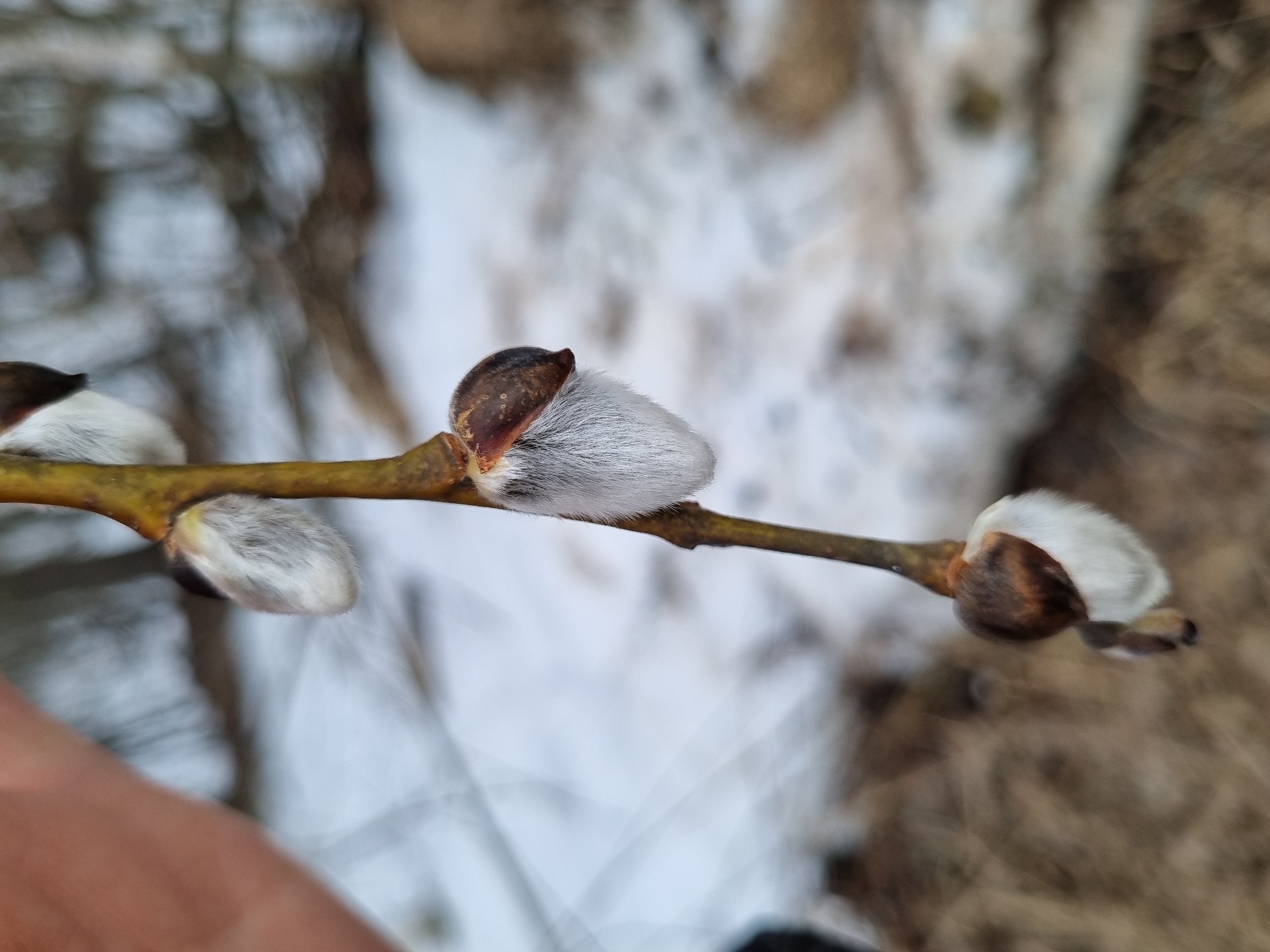 The image depicts a close-up of a branch with pussy willow catkins. The branch is a light brown color, and the catkins are a soft, silvery-white. The background is blurred, but appears to show snow and dry vegetation. Based on the prompt request, the location is Kemul, Russia. There are no people visible in the image.