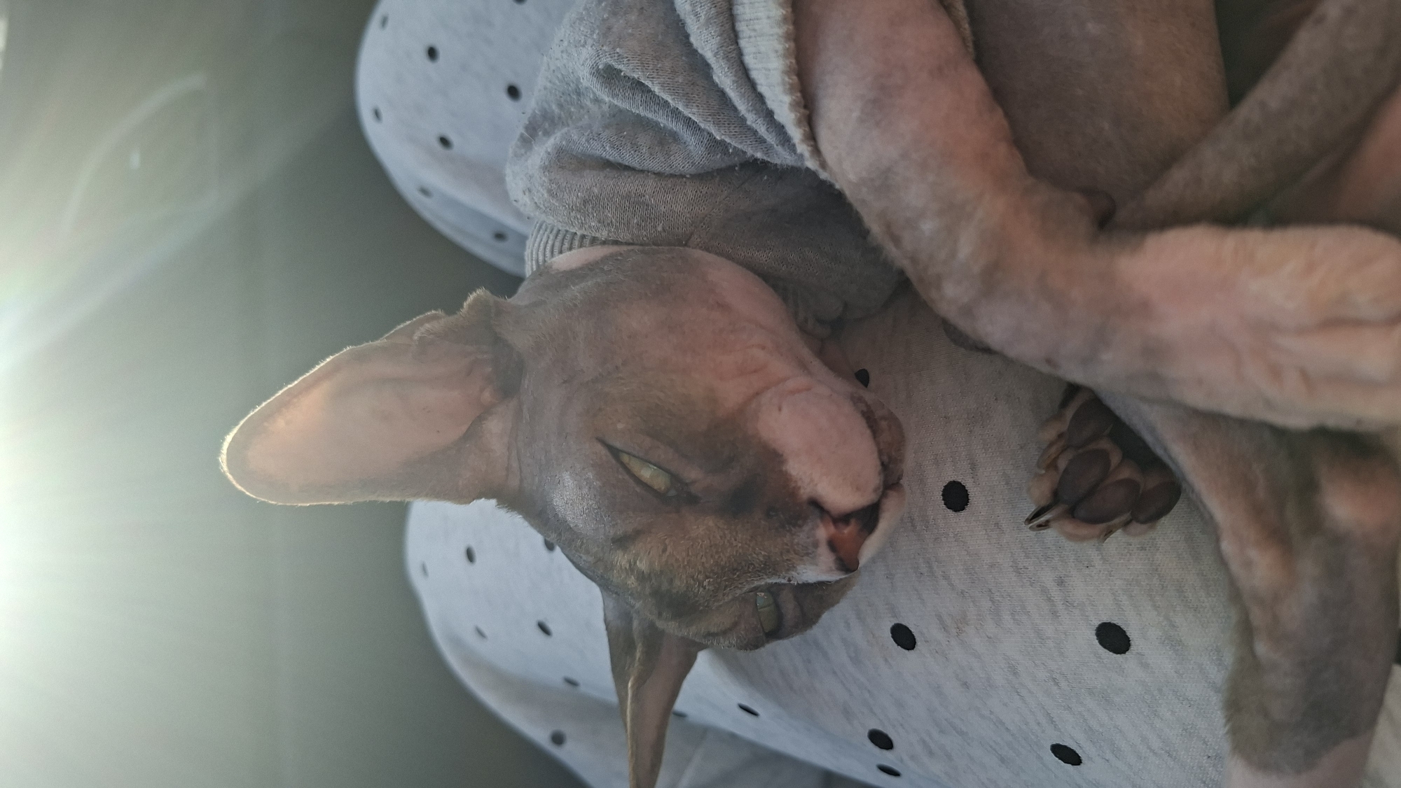 A hairless cat is sleeping on a person's lap, which is covered by a light grey fabric with black polka dots. The cat is wearing a light grey sweater. Sunlight is streaming in from the upper left corner of the image. The cat's eyes are partially closed and it appears to be relaxed. The background is blurred, suggesting the photo was taken indoors. The image appears to be taken in a residential setting. The location in the city of Бягомльскі сельскі Савет, Belarus is not ascertainable from the image.