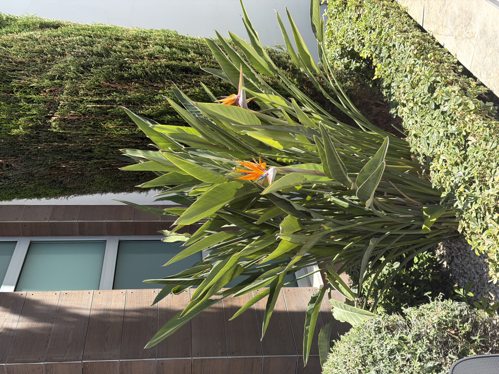 A medium shot depicts a plant with long, pointed green leaves and bright orange and blue flowers, likely a Bird of Paradise, situated outside a building. The building's facade features brown, wood-like paneling and windows with silver frames. Adjacent to the plant is a hedge or shrubbery of small, green leaves. Another, denser, shrub sits behind the Bird of Paradise. The photograph appears to have been taken in the Germasogeia Municipality, Cyprus, based on the architectural style and vegetation. No people are visible.