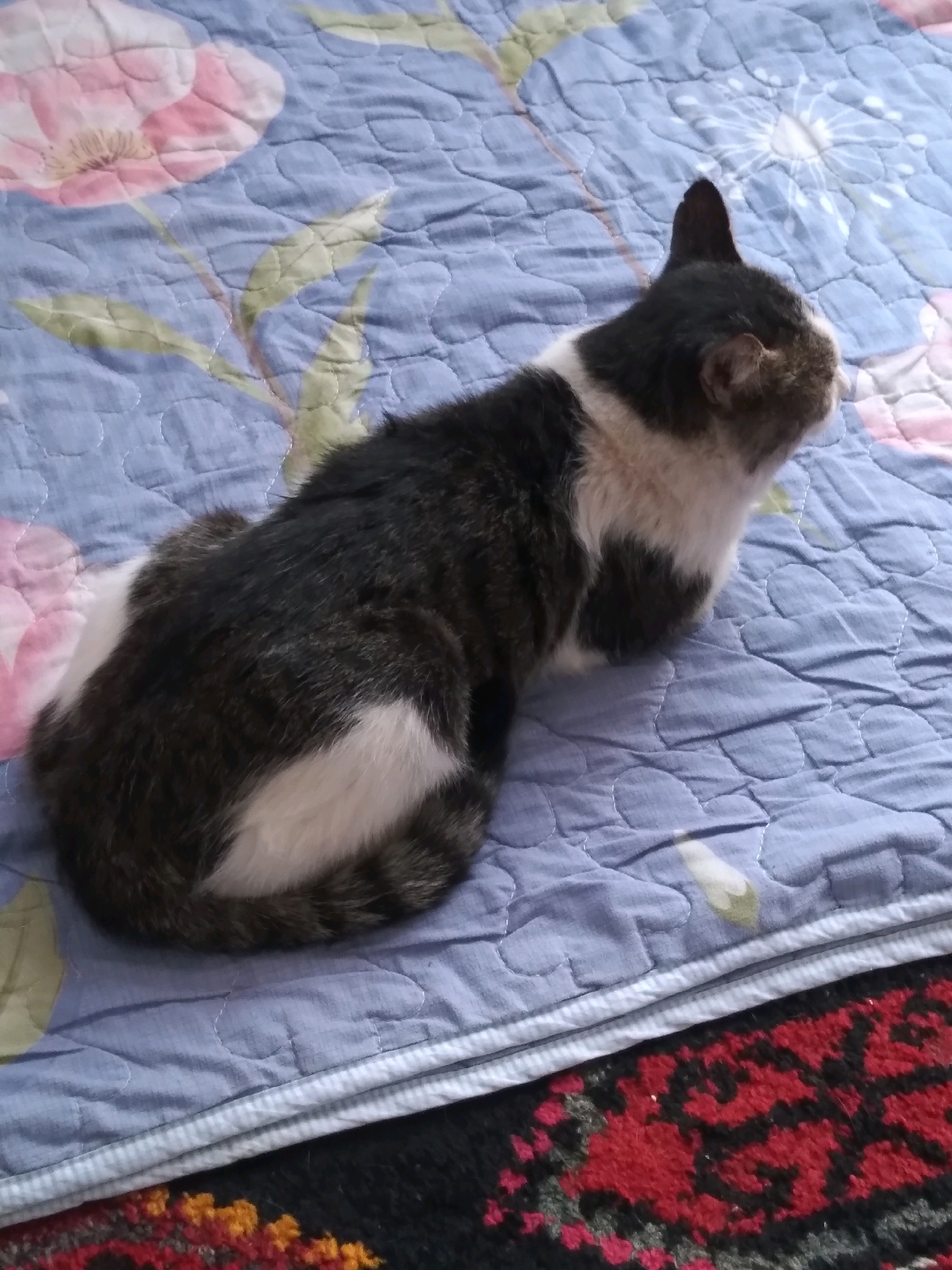 A domestic cat with black and white fur is lying on a blue quilted blanket with a floral pattern. The cat is facing away from the camera, looking to the right. The blanket is on a surface that appears to be a bed or sofa, with a patterned rug visible below it. The scene is indoors, with soft lighting. There is no indication of the cat's exact location in the city of Baki, Uzbekistan, as the image only shows the cat and its immediate surroundings.