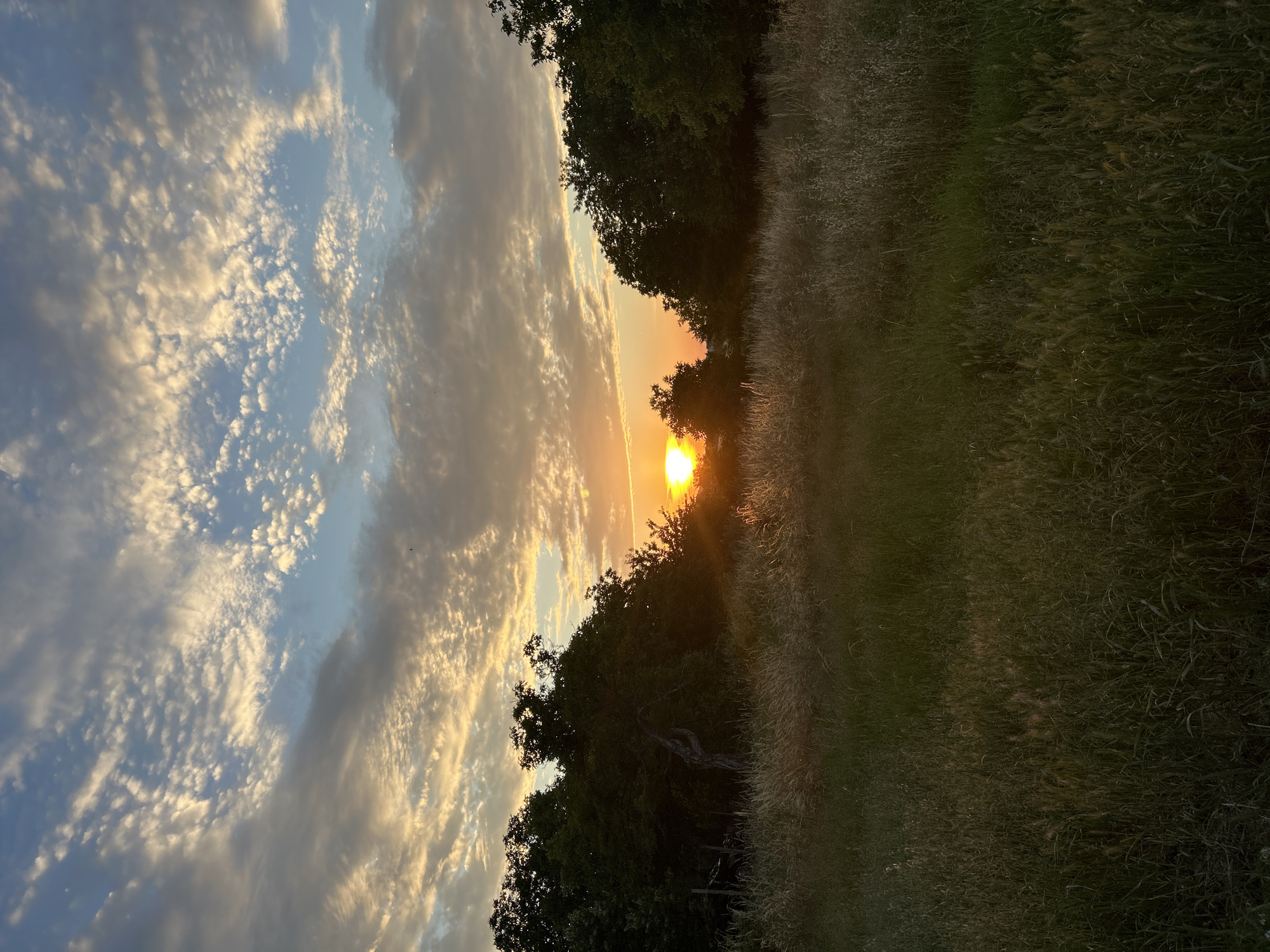 The image captures a scenic sunset over a rural landscape. The sky is filled with a mix of soft, white clouds tinged with orange and yellow hues from the setting sun. The sun itself is a bright, glowing orb peeking through the trees on the horizon, casting a warm light across the scene.
In the foreground, a field of tall, dry grass stretches out, with hints of green interspersed. The grass appears to be illuminated by the setting sun, with some blades catching the light and appearing golden.
A line of dark green trees forms a dense backdrop, silhouetted against the vibrant sky. The trees vary in height and density, with some appearing more gnarled and ancient, hinting at a wilder, untamed environment. The overall impression is one of natural beauty and tranquility.
The location is identified as Unknown, Unknown, suggesting an outdoor setting away from urban areas. The time of day is clearly sunset, with the warm, low-angled light characteristic of this time. There are no people or animals visible in the image, emphasizing the natural and undisturbed state of the environment.