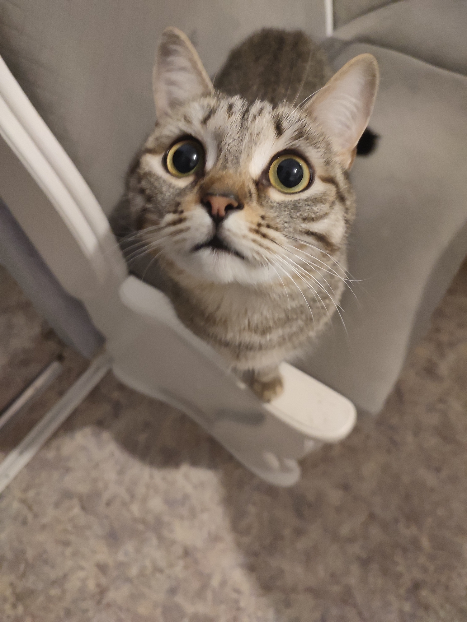 The image features a domestic tabby cat with striking, large yellow-green eyes and widely dilated pupils, looking directly upwards towards the camera. The cat has distinctive grey and brown striped fur patterns, a small pink nose, and prominent white whiskers fanning out from its muzzle. Its ears are perked forward, indicating alertness and attentiveness.
The cat is positioned indoors, appearing to be standing or sitting on a light-colored, possibly white, armrest or tray of a chair, with one front paw visible on the surface. The object it is on has a smooth, curved design. Behind the cat, there is a grey upholstered surface, likely the cushion of the chair or another piece of furniture. The lower part of the image shows a blurred, light brown or grey patterned floor, suggesting a carpet or linoleum.
The cat's expression conveys curiosity and perhaps an expectant or playful demeanor, as if it is intently observing or requesting something from the viewer. The lighting suggests an indoor setting, possibly well-lit, though the large pupils could also indicate low light conditions or heightened interest. No text is visible in the image. The overall scene depicts a charming and engaging moment with a pet cat in a home environment.