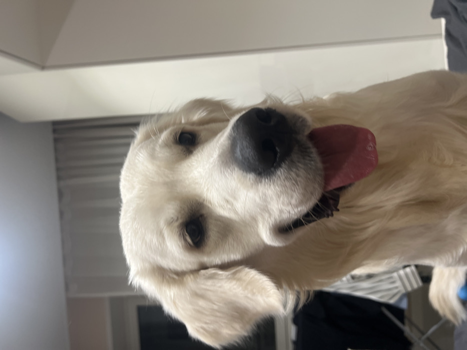 A white Golden Retriever dog is close-up, slightly tilted to the side, with its tongue hanging out. The dog has dark eyes and a wet, black nose. The background is out of focus, showing a white ceiling, a window with blinds, and some dark clothing. The lighting is bright.
