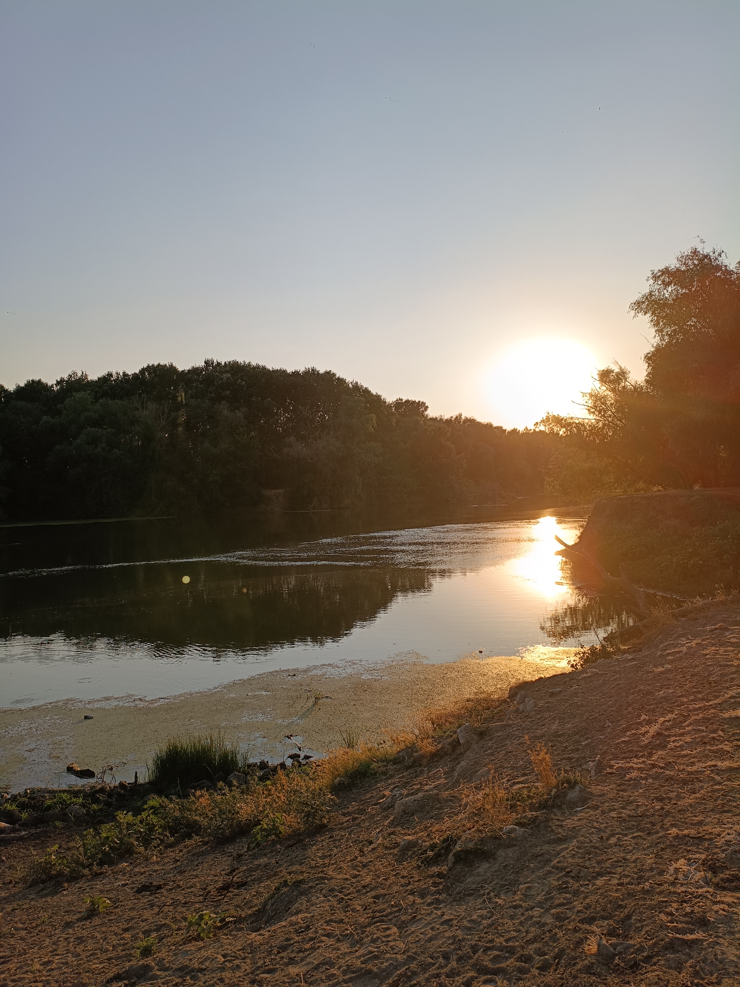 An outdoor, vertical, full shot captures a tranquil sunset over the Nistru River in Nezavertaylovka, Moldova. The sun, a bright orb casting a golden glow, is positioned in the upper right quadrant of the frame, partially obscured by the silhouette of trees. Its reflection shimmers on the water's surface, creating a luminous pathway. The riverbank in the foreground is composed of dry, sandy soil, sparsely vegetated with dry grasses and small green shoots. The water itself is calm, with patches of green algae floating near the bank. Across the river, a dense line of dark green trees forms a natural barrier, their forms softened by the evening light. The sky above is a clear gradient of pale blue, transitioning to a lighter hue near the horizon, with a few faint specks that could be birds or insects. The overall atmosphere is serene and natural, indicative of a quiet evening in a rural setting.