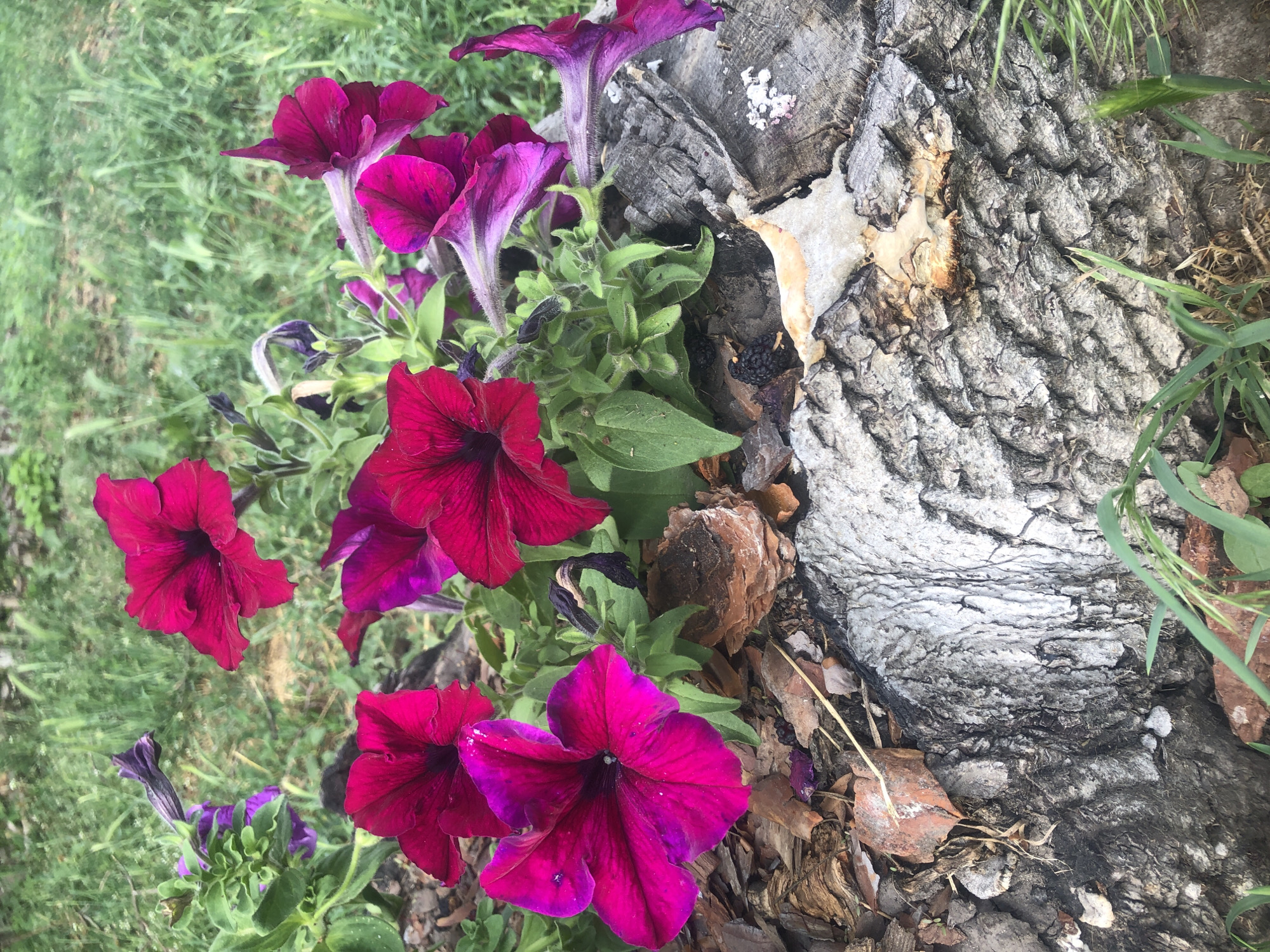 In an outdoor setting with green grass and foliage in the background, a cluster of vibrant pink and deep red petunia flowers are in bloom. The flowers are positioned in the foreground and midground, with some slightly wilted buds also visible. The plants are nestled amongst pieces of bark and a rough, weathered tree stump. The tree stump is textured and appears to be aged, with some lighter colored growth or lichen on its surface. The overall scene appears to be a garden or natural area within a park.