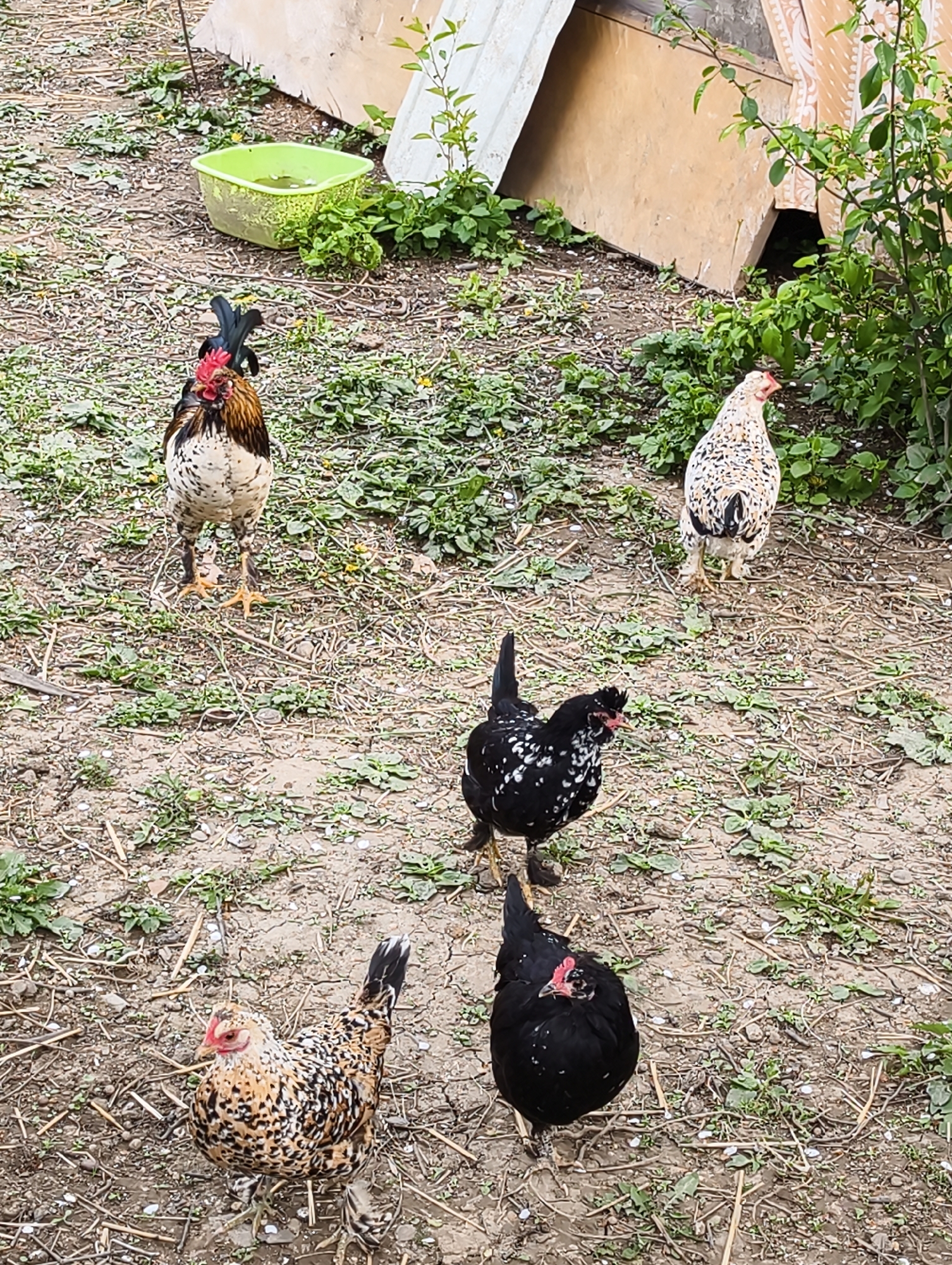 This outdoor photograph captures a group of five domestic fowl—one rooster and four chickens—in what appears to be a rural or backyard setting in Ilskiy, Russia. The ground is mostly dirt and dry earth, sparsely covered with green weeds, small plants, and scattered dry organic matter like straw or leaves.
In the foreground, a black and white speckled hen is positioned on the right, while a brown, black, and white speckled hen is on the left. In the midground, a black chicken with white speckles is prominent. Further back and slightly to the left, a large rooster stands, characterized by its white, brown, and black speckled plumage, a bright red comb, and black tail feathers. To the right and further back, another white and black speckled chicken is visible. The birds are standing and seemingly moving about in their enclosure.
The background features a makeshift shelter or coop constructed from light brown wooden or cardboard panels. To the left of this structure, a bright green plastic bowl containing some water is placed on the ground amidst more green vegetation. Lush green plants and small bushes grow along the edges of the enclosure, particularly on the right side of the image.
The lighting suggests it is daytime, likely a bright morning or afternoon, with soft, natural light illuminating the scene. The overall atmosphere is tranquil and natural, depicting farm animals in their daily environment. There is no visible text in the image.