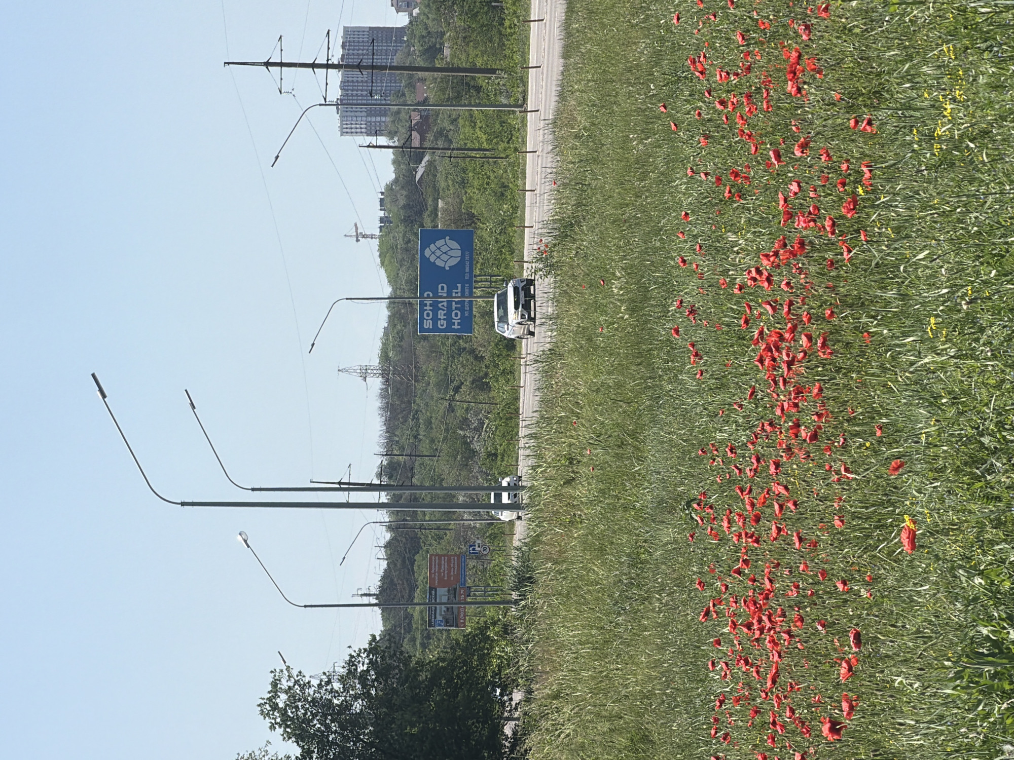 The image depicts a roadside scene in Novoalexandrovka, Russia. A field of predominantly green grass dotted with numerous red poppies occupies the foreground. Adjacent to the field is a road with a few vehicles, including a white van. On the opposite side of the road is a line of green vegetation, including trees and shrubs. In the background are utility poles and transmission lines, partially obscuring buildings. Roadside signage, including a sign for "Soho Grand Hotel", is also visible. Street lights are present along the roadside. The sky is clear and pale blue.