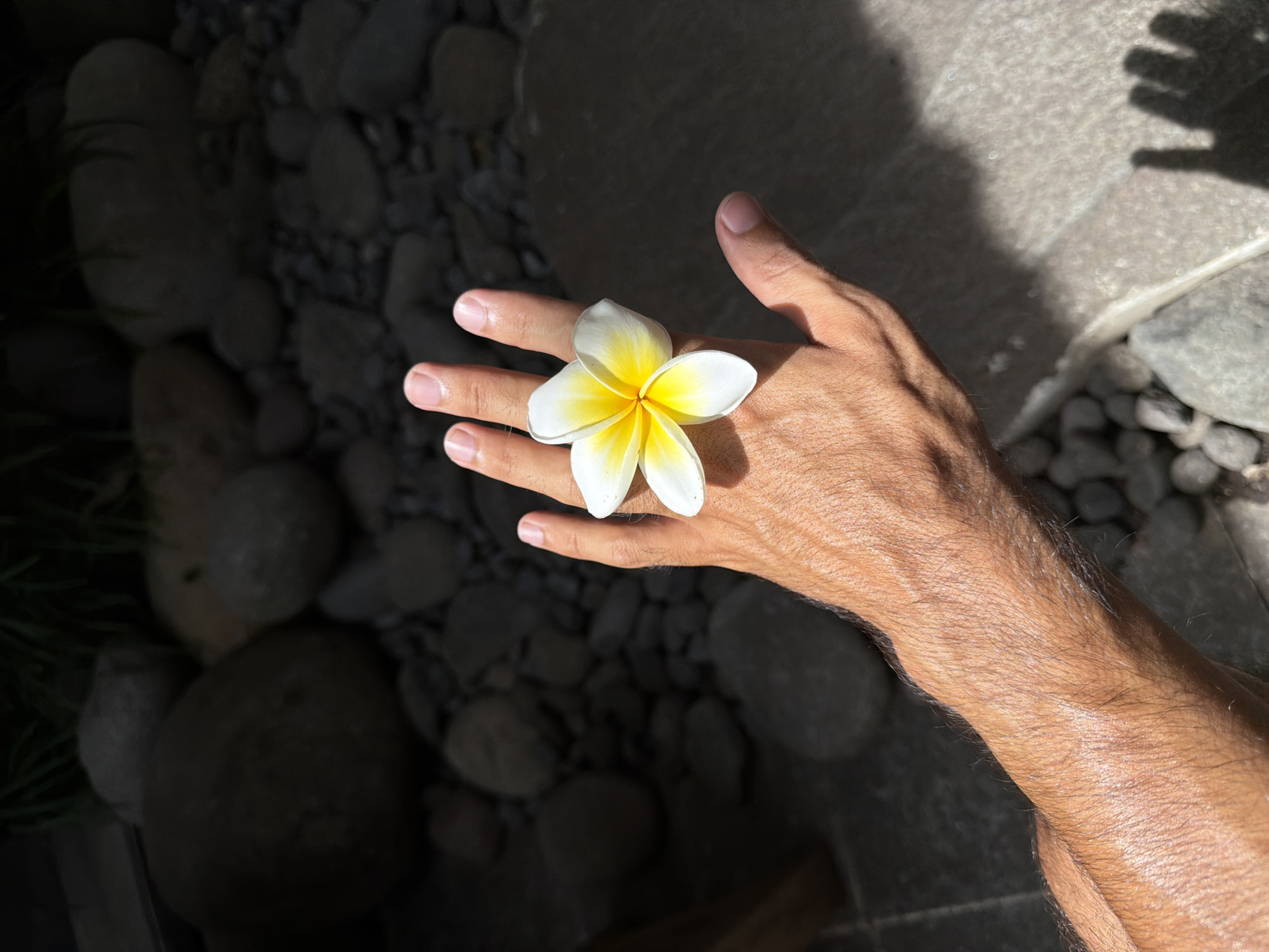 The image presents a high-angle, close-up shot of a person's right hand delicately holding a vibrant plumeria flower against a textured, sunlit background. The plumeria, a classic tropical blossom, features five pristine white petals that transition to a vivid yellow at its center. The flower rests gracefully on the back of the hand, positioned between the index and middle fingers. The hand appears tanned and has visible hair on the forearm, suggesting sun exposure.
The background primarily consists of an array of dark, smooth, rounded river stones or pebbles, most of which are cast in deep shadow, creating a rich, earthy texture. To the upper right, a lighter, possibly paved or concrete surface is visible, also marked by strong, distinct shadows. The dramatic contrast between the brightly illuminated hand and flower and the deep shadows in the background indicates direct, intense sunlight, characteristic of a clear day, likely in the morning or late afternoon. This play of light and shadow highlights the central subjects. The presence of the plumeria flower strongly suggests a warm, tropical climate, consistent with the provided location context of North Kuta, Indonesia. The scene evokes a sense of tranquil beauty, perhaps in a garden or by a water feature. There is no visible text in the image.