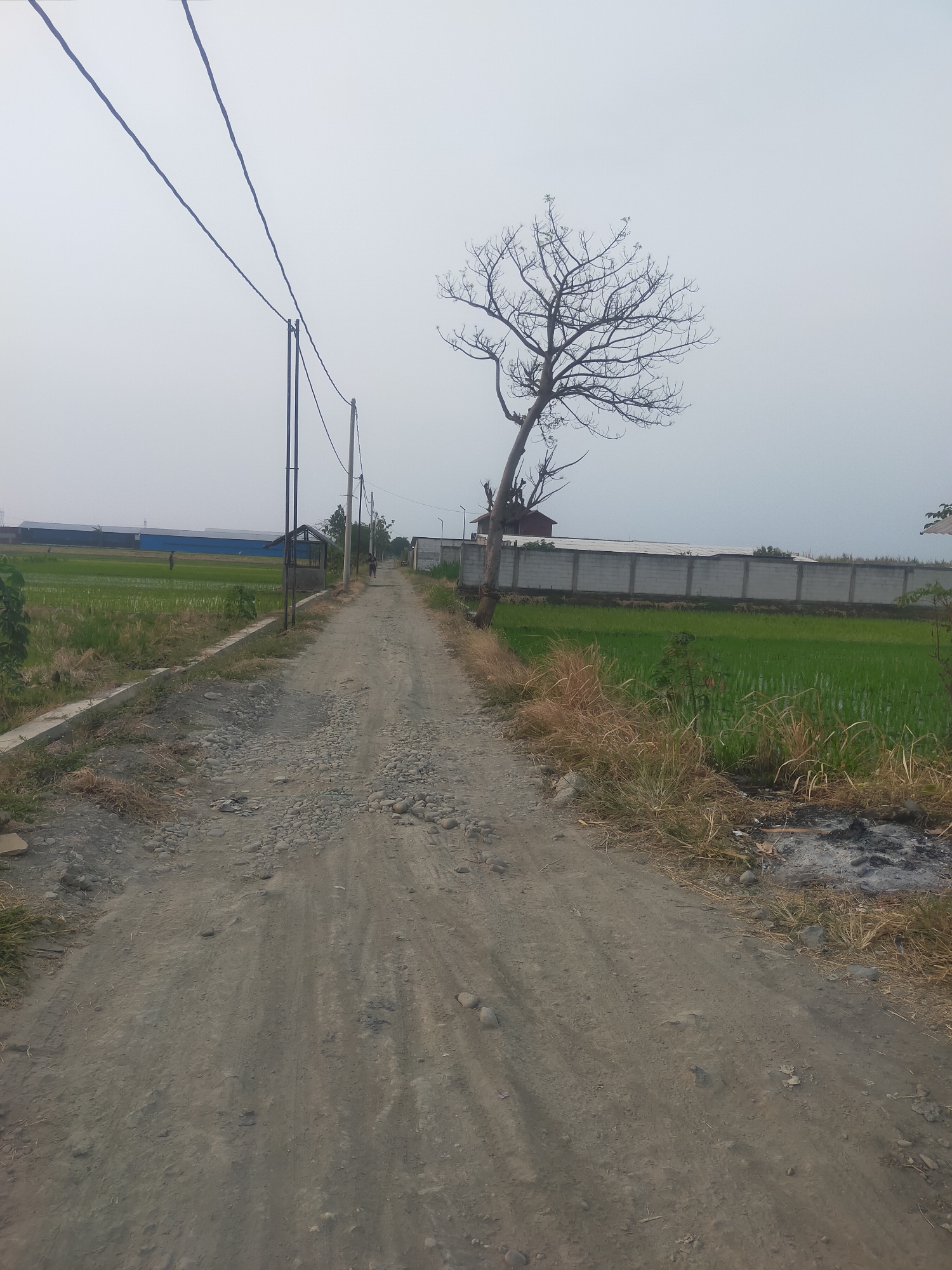 The image depicts a dirt road in the city of Dukuhwaru, Indonesia. The road is lined with green rice paddies on the left and dry grass and a concrete wall on the right. In the background, there are industrial buildings and power lines. A leafless tree stands to the right of the road, leaning towards the sky. Two people can be seen walking in the distance on the road. The overall scene suggests a rural or semi-industrial area under an overcast sky.