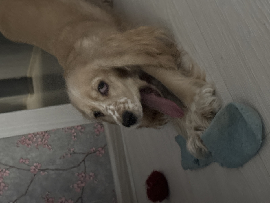 A light-colored dog, consistent with a Cocker Spaniel breed, featuring tan fur with white markings on its face, is captured in an indoor setting. The animal is positioned in a low stretch or play bow posture, with its front paws extended forward and its hindquarters slightly elevated. Its mouth is wide open, with a long, pink tongue fully extended, indicative of a yawn or pant. The dog's front paws rest on a crumpled light-blue soft object, resembling a sock or slipper. To the left of the dog's head, a small, red, fuzzy spherical object is visible on the light-colored hard floor. The background consists of a wall covered in gray wallpaper patterned with delicate pink floral branches. A dimly lit corridor or doorway is visible further back in the right portion of the scene. The specific location within the city of Saint Petersburg, Russia, cannot be determined from the visual information provided.