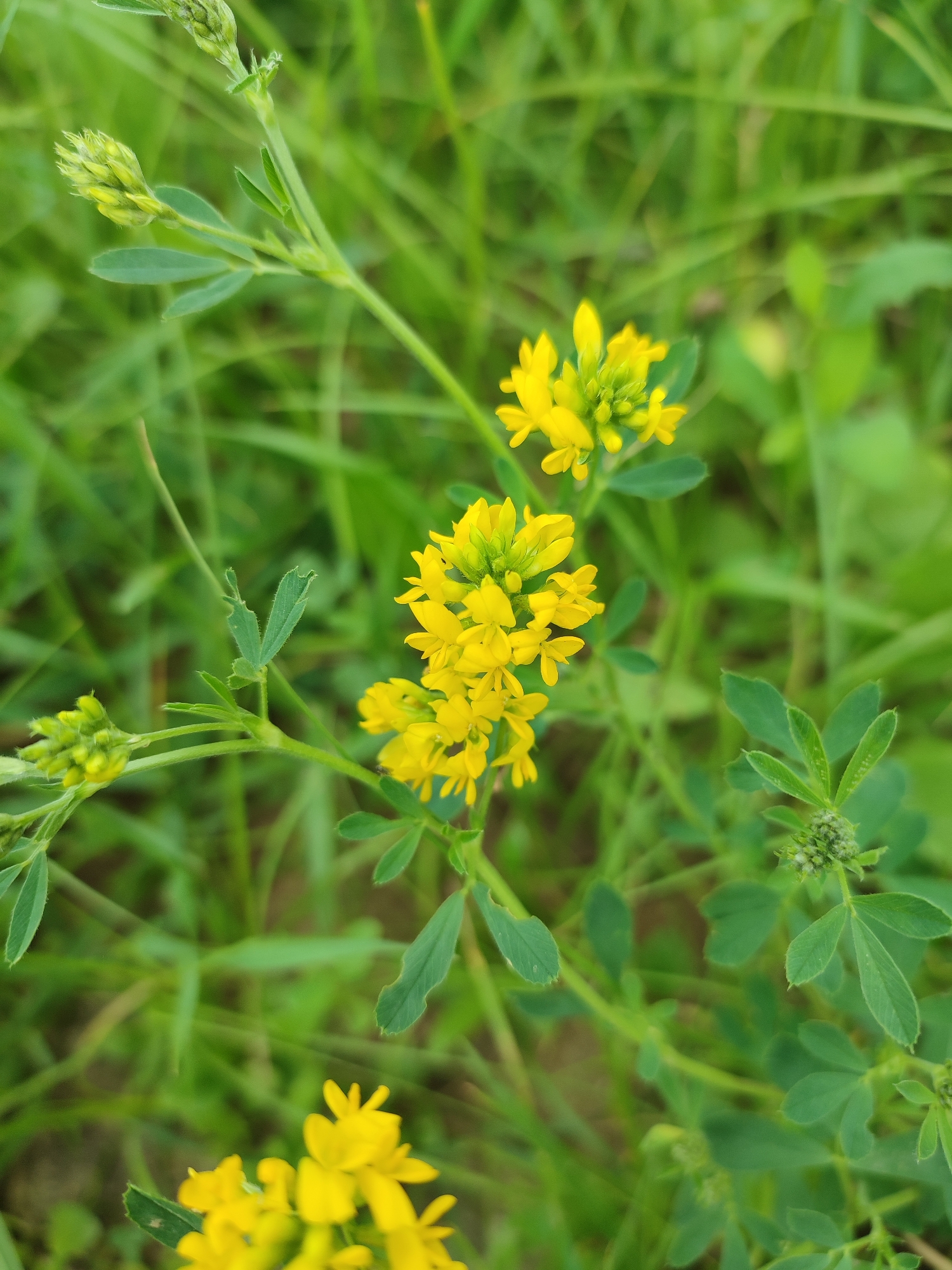 A close-up, eye-level shot focuses on a cluster of small, bright yellow flowers growing from a green stem. The flowers are clustered together, with some opening to reveal their petals and others still in bud form. Green leaves, some with a notched edge, are visible among the blossoms. The background is a blur of vibrant green grass, suggesting an outdoor, natural setting. The lighting is soft and diffused, indicating it might be an overcast day or the subject is in shade. No people or animals are visible in the frame. The overall scene is one of natural beauty and growth.