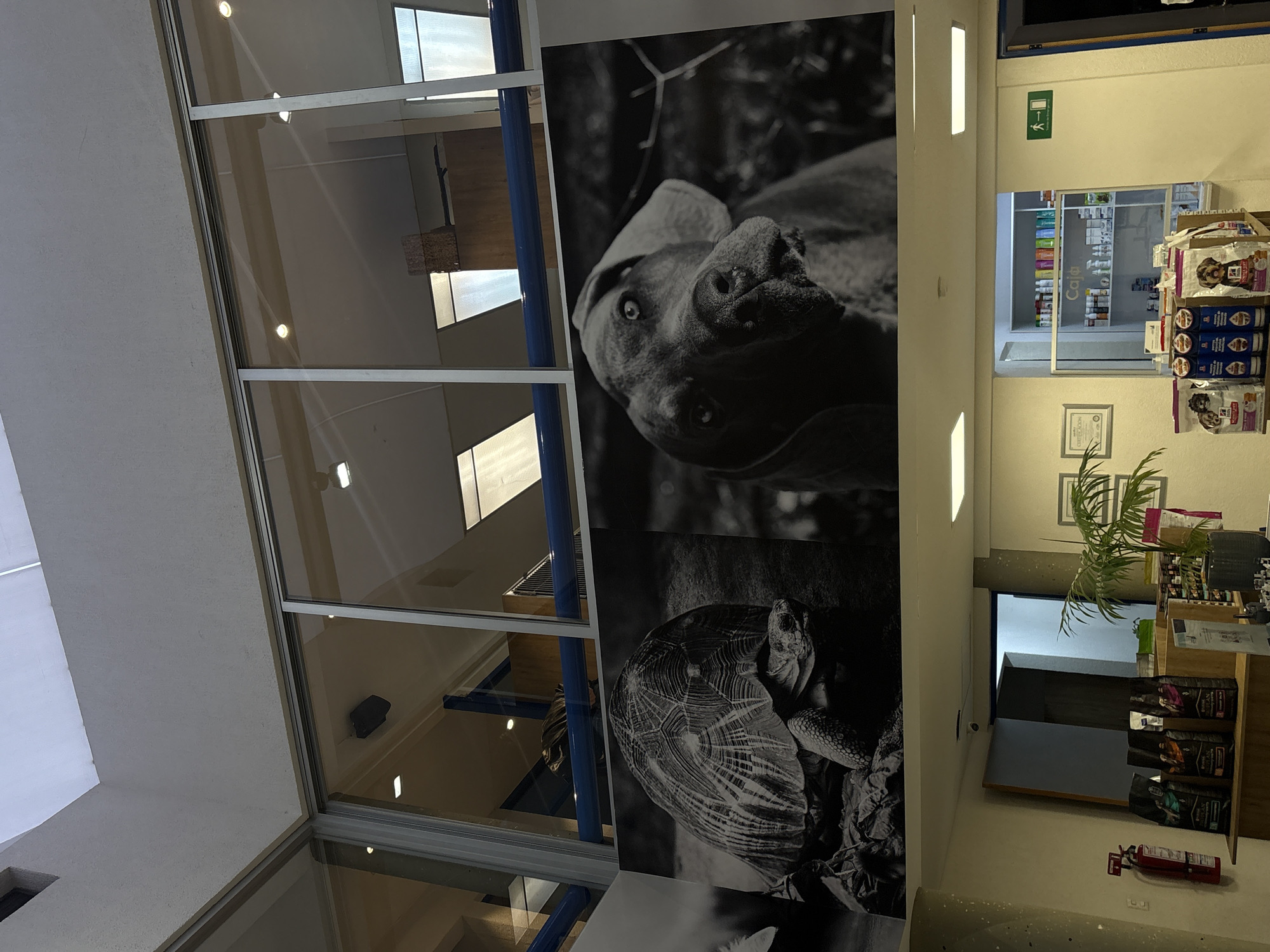 This is an indoor shot of what appears to be a pet store or veterinary clinic in Puebla, Mexico. A large grayscale mural featuring a dog's head and a tortoise is affixed to the wall. The interior is brightly lit, with a pharmacy area visible in the background. Merchandise is displayed on shelves. A small plant is visible on the counter, and a red fire extinguisher sits on the floor nearby. The building features modern architectural elements, including large windows offering a view to the exterior. No people are visible.