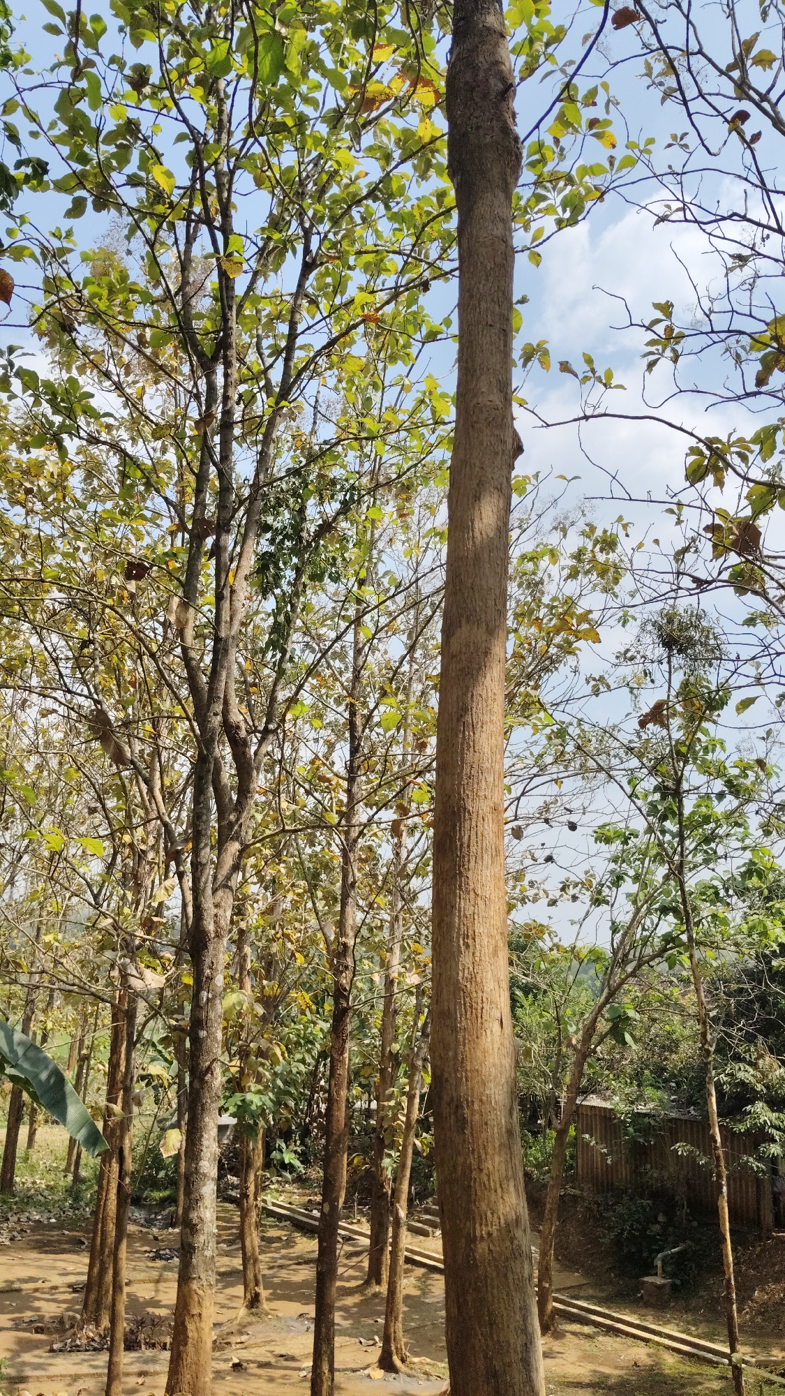 A vertical, medium-shot photograph captures a sun-dappled outdoor scene in Kresek, Indonesia, featuring a cluster of tall, slender trees against a pale blue sky with scattered white clouds. The foreground is dominated by the rough, brown bark of a large tree trunk positioned slightly right of center, its texture enhanced by distinct vertical grooves. To the left and behind this prominent trunk, several other trees with thinner, brown trunks and sparse green and yellowing leaves form a dense background. The ground beneath the trees appears to be a mixture of dirt and fallen leaves, with some visible debris. In the middle ground, a corrugated metal fence runs horizontally, partially obscured by foliage. A few pipes and concrete structures are visible near the fence. The overall impression is that of a natural setting, possibly a park or undeveloped area, with the interplay of light and shadow creating depth and visual interest.