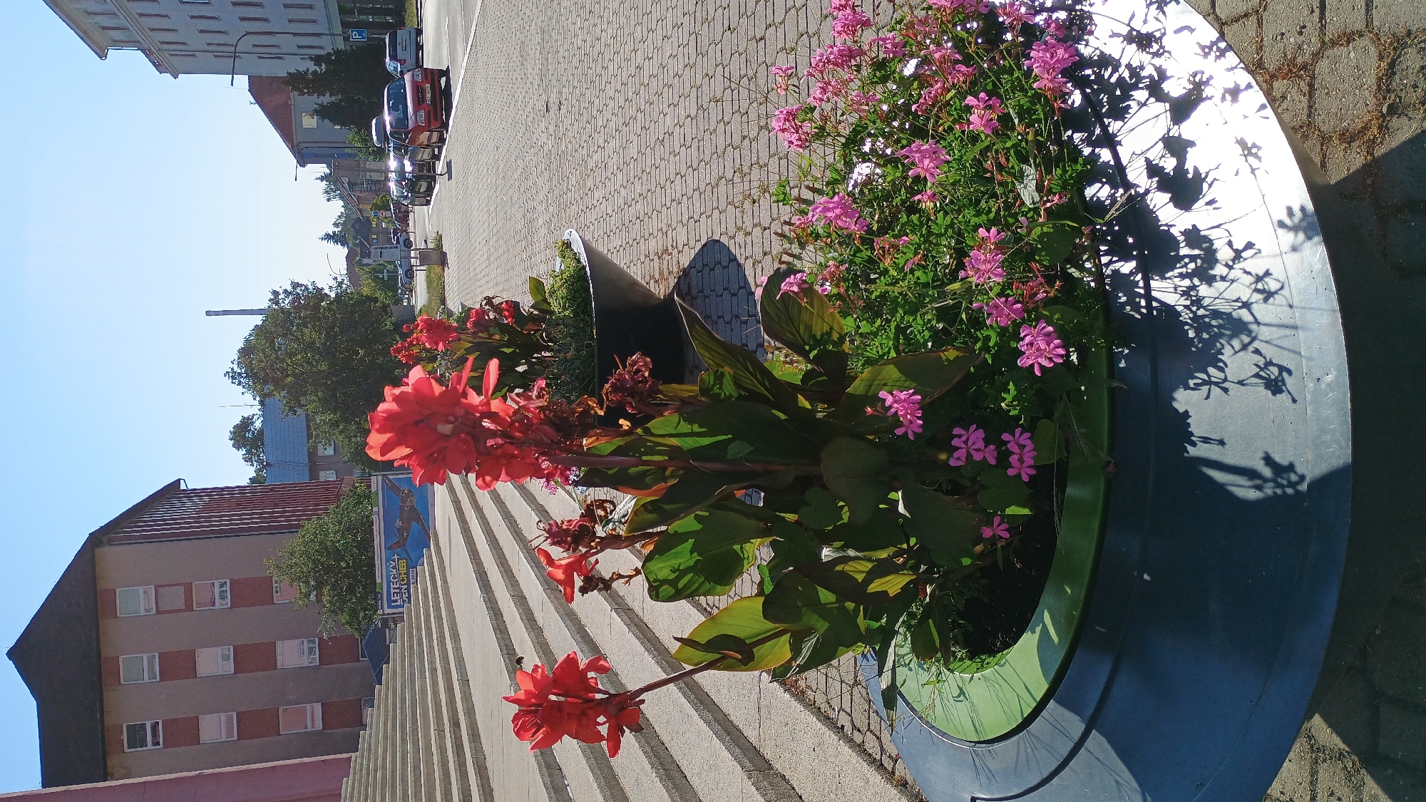 This is a medium shot, taken on a bright, sunny day, looking towards a street and a building in Sokolov, Czechia. In the foreground, there are two large, dark-colored planters filled with flowers. The planter on the left contains tall, red canna lilies with large green leaves, and smaller pink flowers at the base. The planter on the right has a mix of green foliage and more of the small pink flowers. The planters are situated on a cobblestone sidewalk. Behind the planters, a wide set of stone stairs leads up to a building with a dark roof and a facade with rows of windows. A banner advertising "LETECKÝ DEN CHEB" (Air Show Cheb) is visible on the stairs. The street beyond the sidewalk has cars parked along the side and is lined with buildings. The sky is clear and blue.