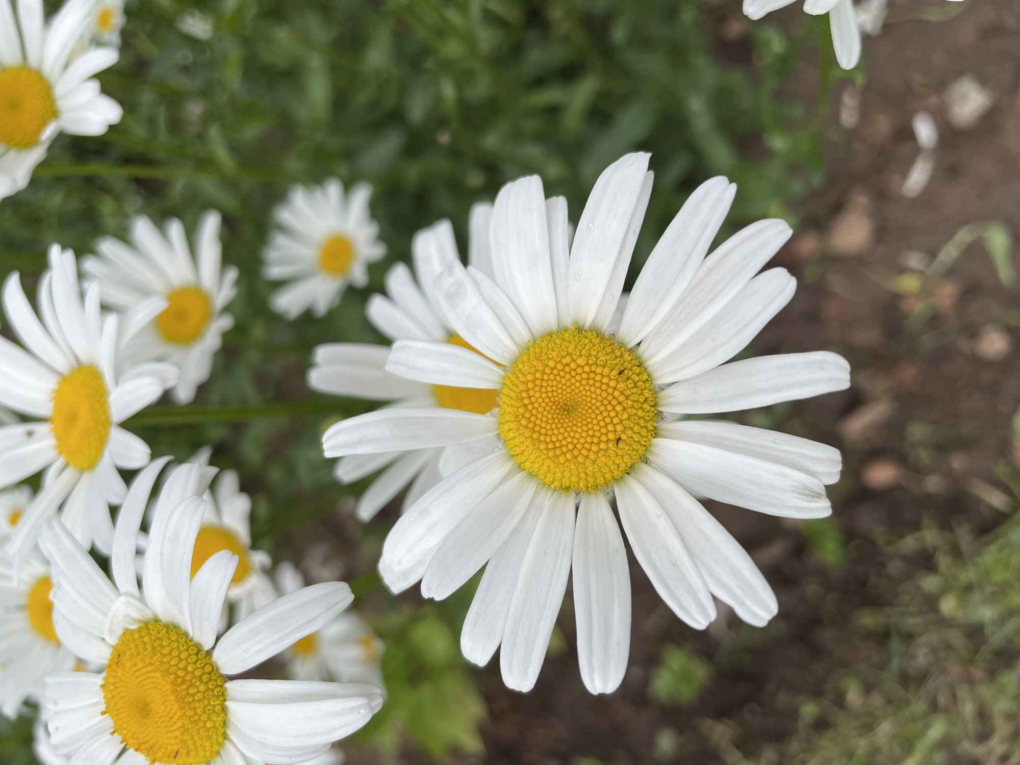 This close-up photograph captures several white daisies in an outdoor garden setting, specifically in Izhevsk, Russia. The main subject is a large, brightly lit daisy positioned slightly to the right of the frame, in sharp focus. Its numerous white petals radiate outwards from a vibrant, textured yellow center. A tiny dark speck, possibly a small insect, is visible on the right side of the main daisy's yellow disc. Delicate water droplets adorn some of the white petals, suggesting recent dew or light moisture.
In the blurred background and foreground, other white daisies with yellow centers are visible, creating a sense of depth. Lush green foliage provides a soft, out-of-focus backdrop for much of the upper and left parts of the image, while patches of brown soil are discernible towards the bottom and right. The lighting indicates it is daytime, likely morning or afternoon, illuminating the flowers clearly. The image conveys a serene and fresh natural scene. There is no visible text.