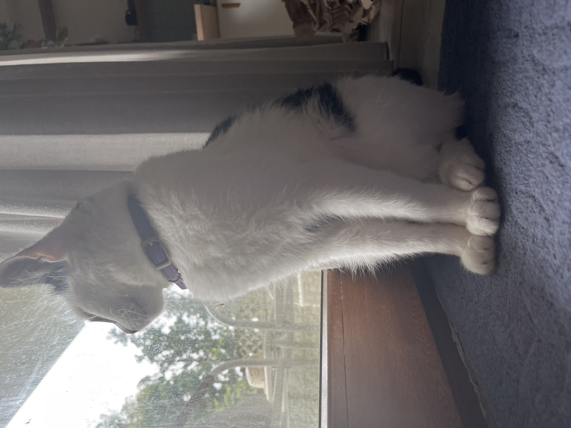 A black and white cat with a purple collar sits facing a window, looking outwards. The cat is on a dark blue rug, with a wooden window frame visible to the left. Outside the window, trees and outdoor furniture are visible. The scene appears to be indoors in a residential setting. This image was captured in Ureki, Georgia.