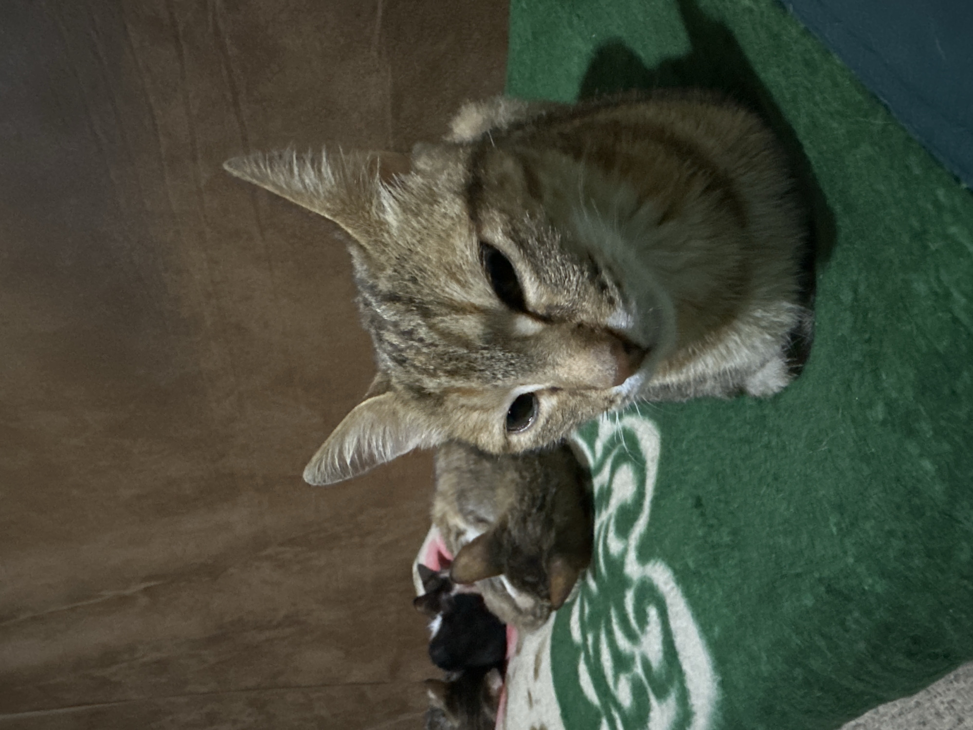 A tabby cat rests on a green blanket with a white Celtic knot pattern, its body curled. The cat's eyes are partially closed, and its ears are perked. In the background, several kittens are nestled together on the same blanket, appearing to sleep. The backdrop is a textured, brown fabric. The scene is indoors, suggesting a domestic setting. There is no identifiable information to determine the specific location within Jos, Nigeria, or any action occurring.