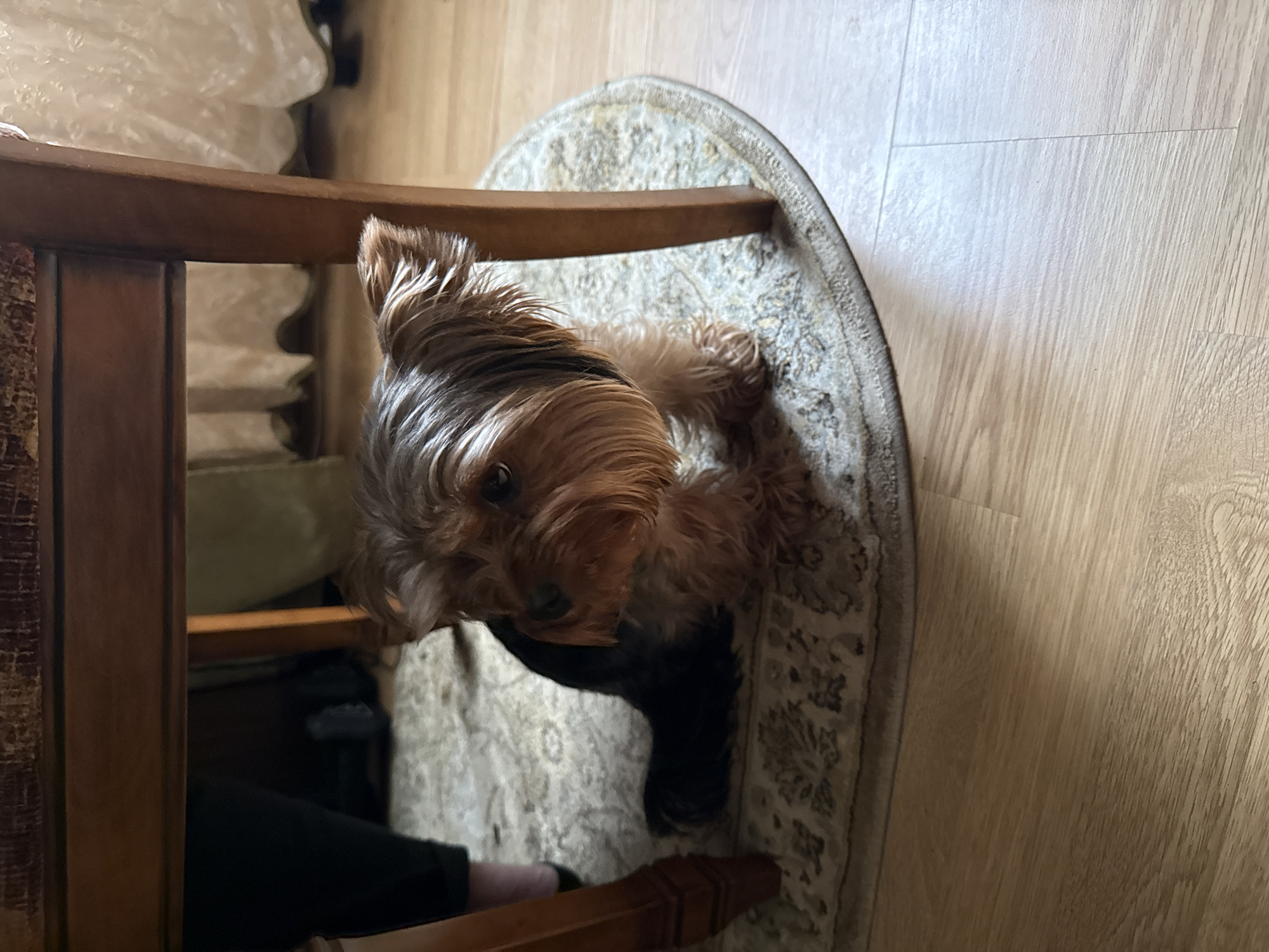 A small, brown and tan Yorkshire Terrier is lying down on a circular rug underneath a wooden table. The dog is looking to the right of the frame with its ears perked up. Part of a person's leg in dark pants is visible to the left of the dog, suggesting the dog is near its owner. The rug is patterned with lighter and darker shades of beige and grey. The floor is made of light-colored wood planks. Behind the dog, draped curtains can be seen. This scene is located in a room in Rudamina, Lithuania.
