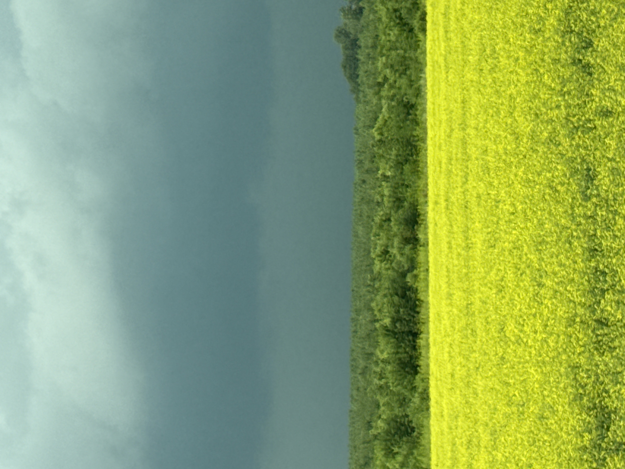 A wide, vertical shot captures a dramatic landscape under a stormy sky. The upper portion of the image is dominated by dark, brooding clouds, a deep grey that hints at impending rain. Below the clouds, a dense line of dark green trees forms a horizon, their tops appearing as a textured, undulating band. In the foreground, a vast field of bright yellow flowers stretches out, its vibrant color a stark contrast to the dark sky and trees. The field is full and appears to be canola or a similar crop. The scene suggests an open rural area, likely agricultural, in the vicinity of Pokrovskoe, Russia, with the weather creating a sense of powerful natural forces. There are no people or man-made structures visible, focusing the view entirely on the natural elements.