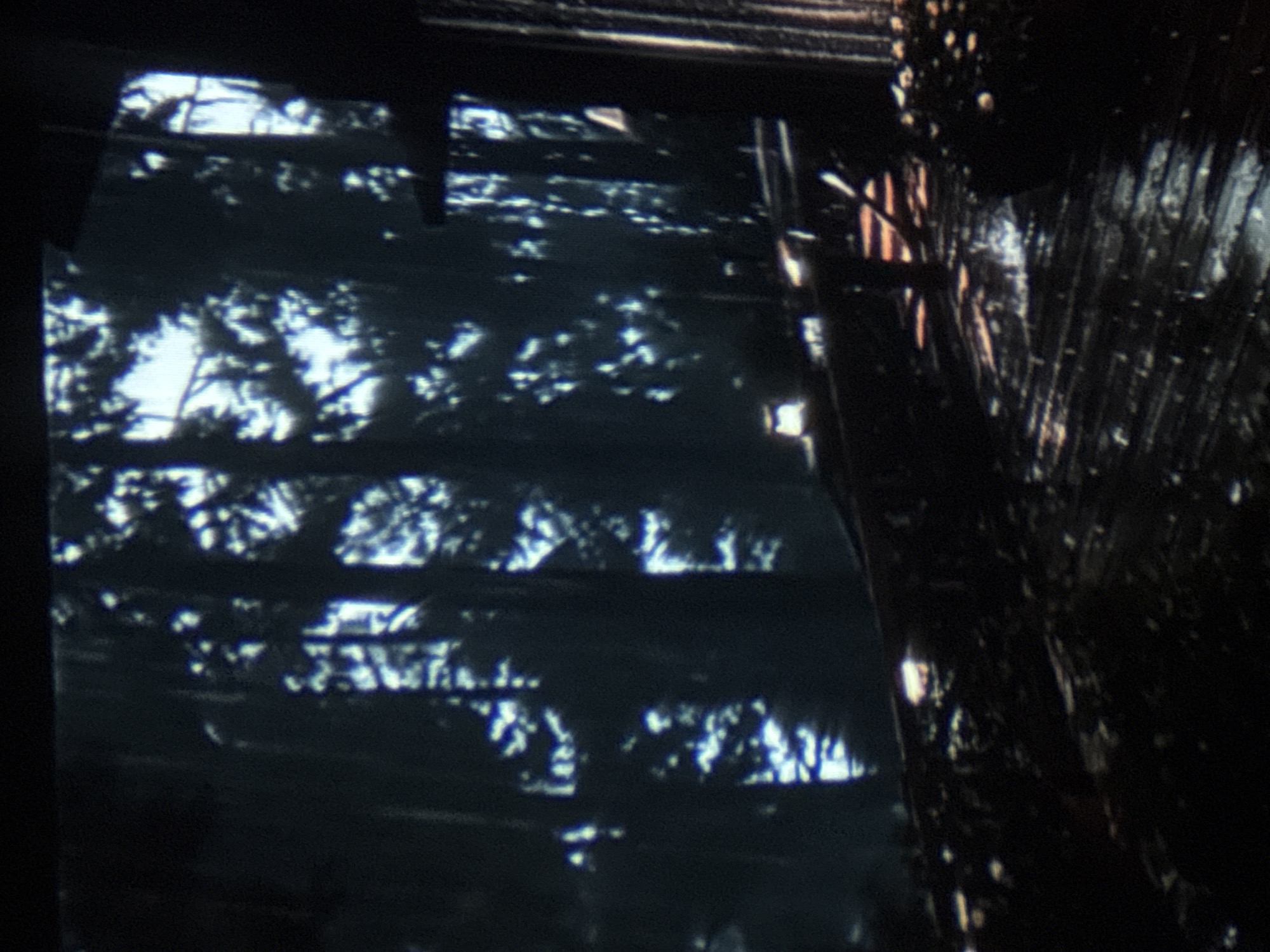 The image depicts a dimly lit forest scene with tall, dark trees. Sunlight filters through the dense foliage, creating dappled patterns of light and shadow. In the foreground, a wooden floor or pathway is visible, with scattered debris or leaves. The overall atmosphere is dark and somewhat eerie. There are no discernible buildings, landmarks, or any indicators that this scene is located in Tbilisi, Georgia.