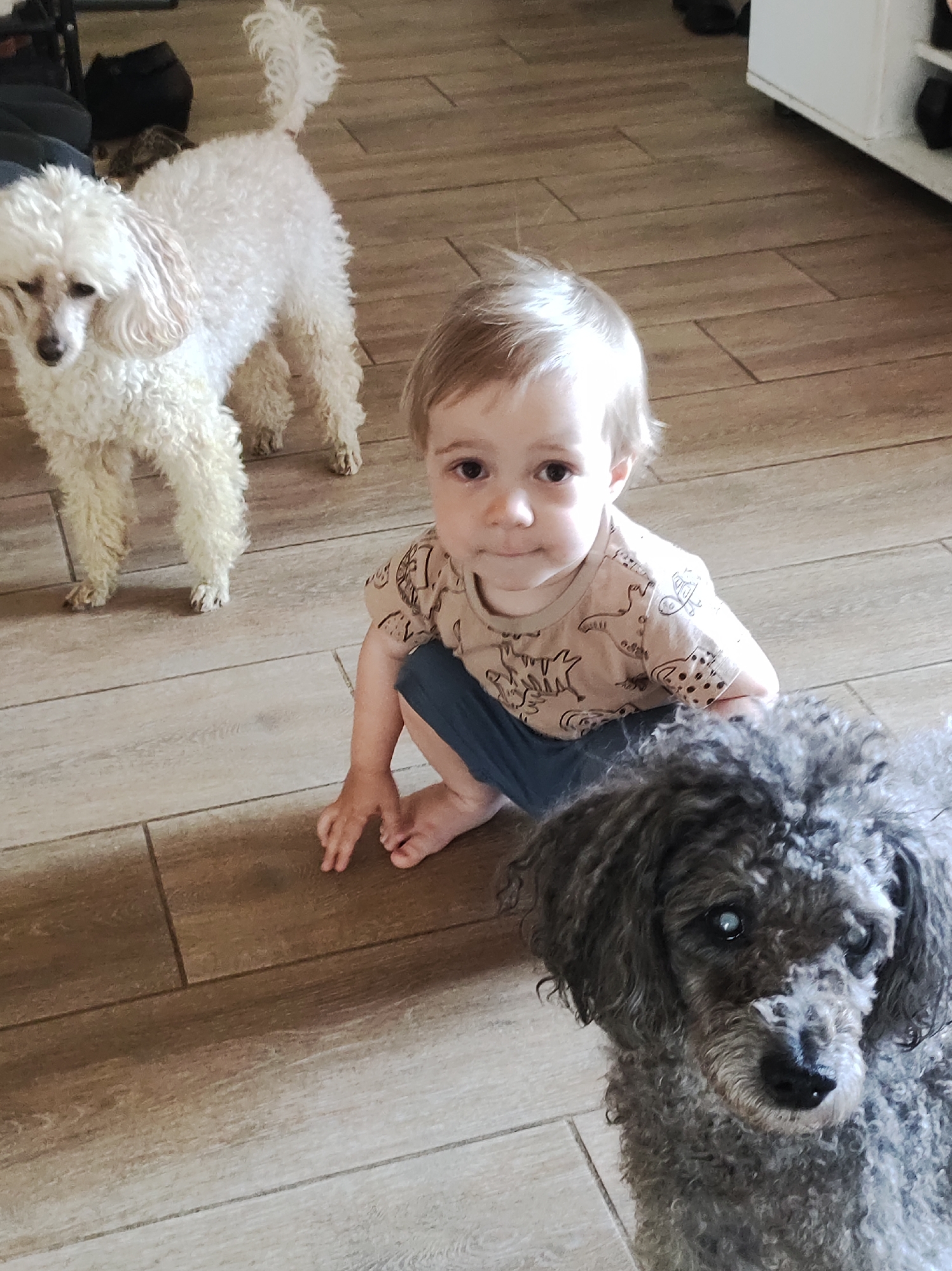 A full-length shot shows a child squatting on a wood-tiled floor indoors, accompanied by two poodles. The child, with blond hair and wearing a printed t-shirt and blue shorts, faces the camera directly. To the left, a white poodle stands with its tail up, while a gray poodle is to the right of the child. The environment appears to be a home interior in the city of Unknown, Unknown, with other objects and furniture visible in the background.