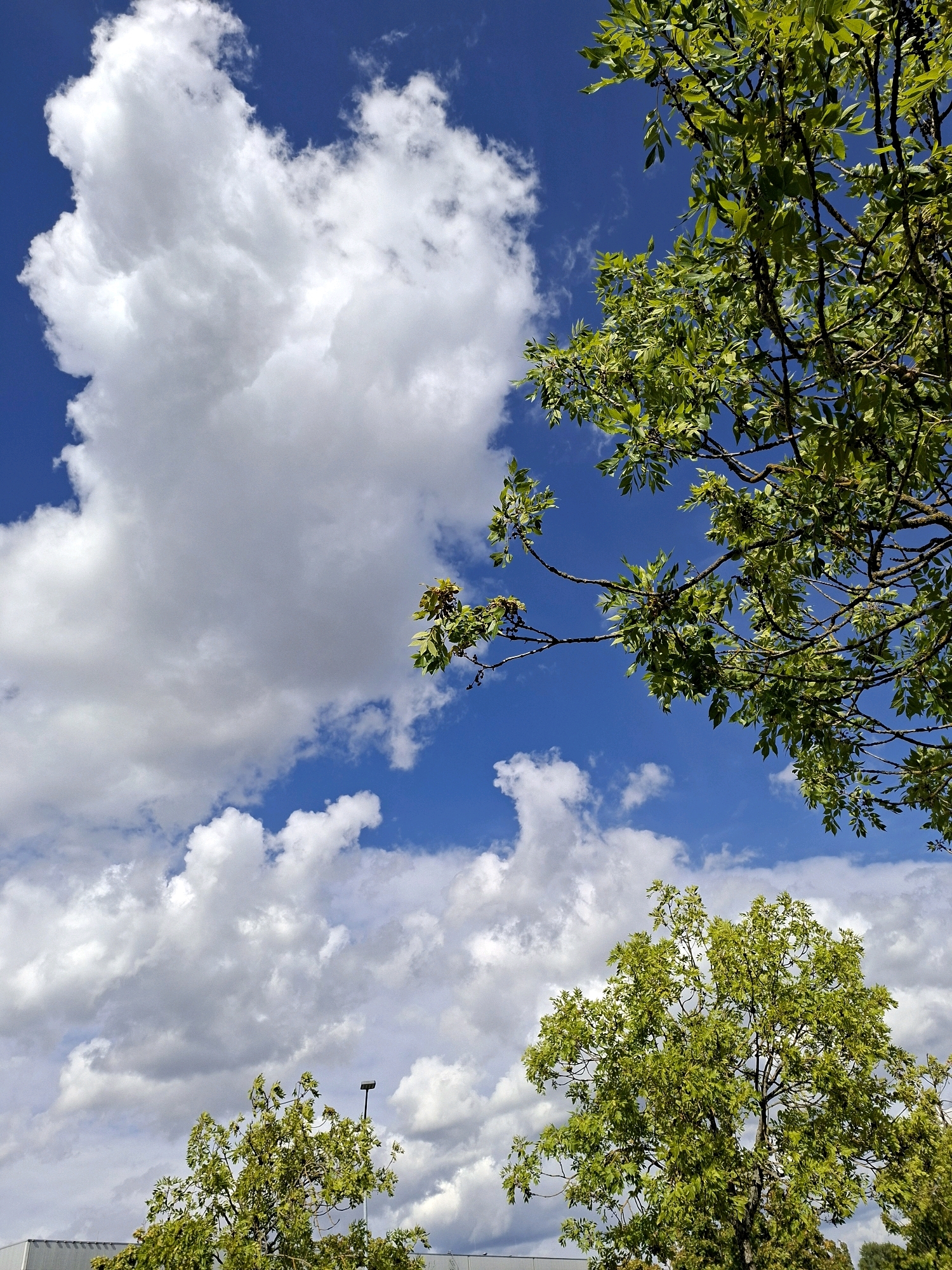 The image depicts a bright, sunny day with a vibrant blue sky filled with fluffy white clouds. In the foreground, the lush green foliage of several trees is visible, with branches reaching upwards and outwards. One prominent tree with a full canopy of leaves is located towards the bottom right of the frame. Another tree with sparser foliage is seen in the lower left. The branches of a third tree, with its leaves in sharp focus, dominate the upper right portion of the image. A street lamp is visible above the tree in the lower middle section. In the far background, a modern, industrial-looking building with a white facade and grey trim can be seen. The scene is likely an outdoor area in the city of Rastatt, Germany, possibly a park or a commercial area with greenery. No people or animals are present in the image, and no actions or interactions are depicted. The focus is on the natural elements against the backdrop of the sky and the man-made structure.
