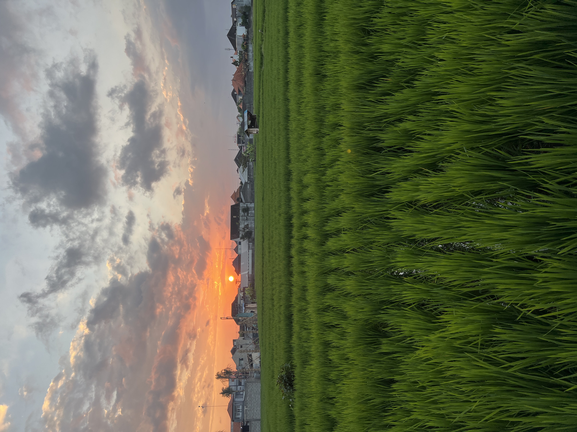 A scenic sunset is captured over a lush green rice paddy field in Mengwi, Indonesia. The sun, a vibrant orange orb, is low on the horizon, casting a warm glow across the sky. Wispy clouds, tinged with pink and orange, stretch across the upper portion of the frame.
In the middle ground, a cluster of buildings, typical of Indonesian residential architecture with their tiled roofs, are visible behind the rice field. Some are single-story, while others appear to be multi-level. A small, rustic hut or shelter stands within the field. The rice paddy itself is dense and vibrant green, with rows of young rice plants stretching towards the viewer. Water is visible between the rows, reflecting the sky.
The scene evokes a sense of rural tranquility and the beauty of nature. No people are visible in the image. The overall atmosphere is peaceful and serene, highlighting the natural landscape and the typical urban fringe environment of a place like Mengwi.