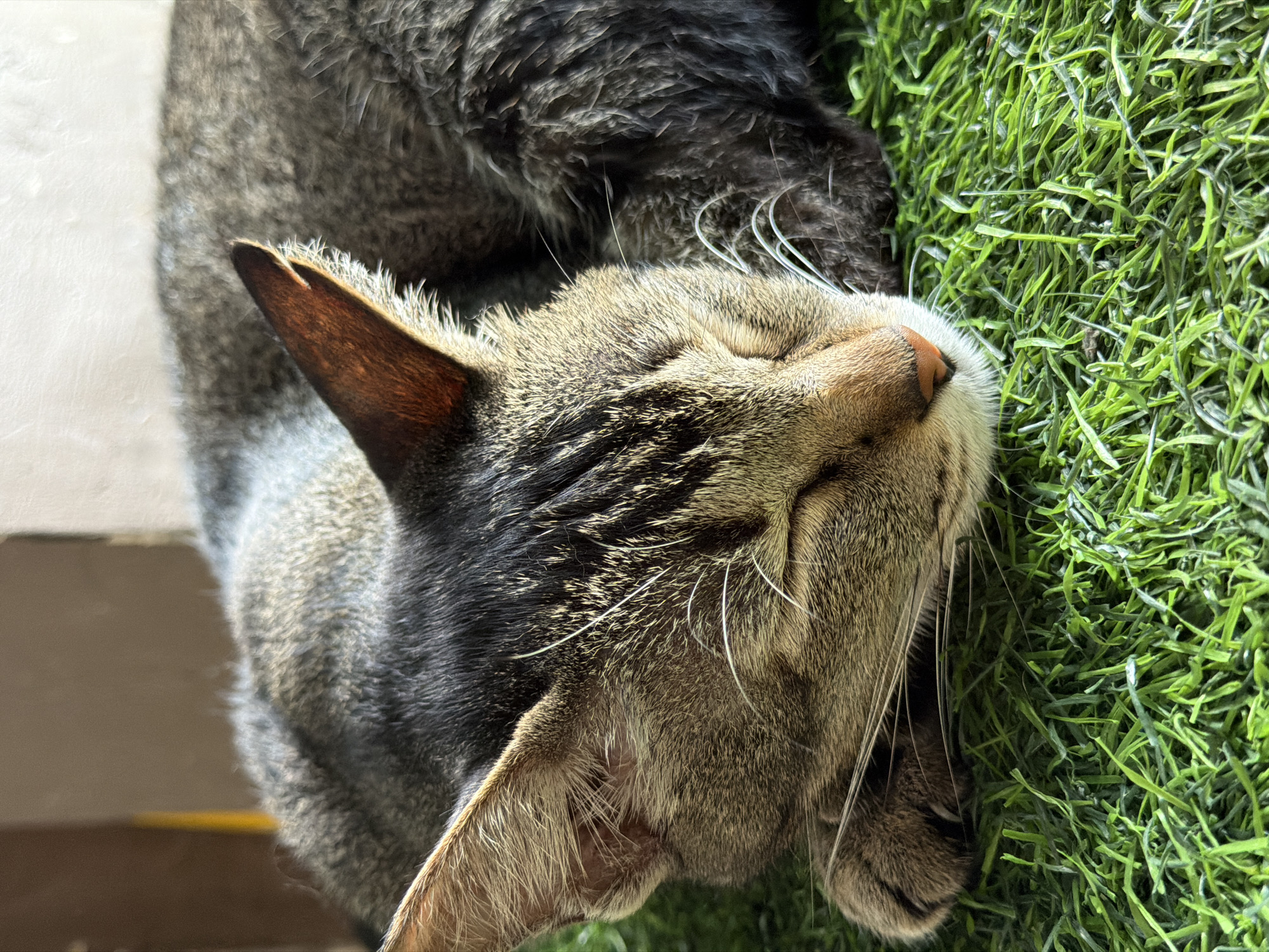 The image features a close-up of a tabby cat resting peacefully on its side. The cat's head, facing right, is prominently positioned in the foreground with its eyes closed, indicating it is asleep or deeply relaxed. Its fur displays a characteristic striped pattern of varying shades of brown, black, and grey. Long, thin white whiskers extend from its muzzle, which has a small, pinkish-brown nose. One of its pointed ears, showing warm brown tones on the inner side, is clearly visible.
The cat is lying on a surface of bright green artificial grass, which occupies the right half of the frame and extends under the cat's head and body. The texture of the artificial turf is distinct and uniform. In the background, to the left of the cat's body, there is a smooth, light-colored surface, possibly a wall or floor, with a darker, brownish-grey surface visible further in the distance.
The scene is illuminated by strong natural sunlight, creating clear highlights on the cat's fur and the blades of grass, suggesting it is daytime. The overall impression is one of tranquility and comfort. There are no people or visible text in the image.